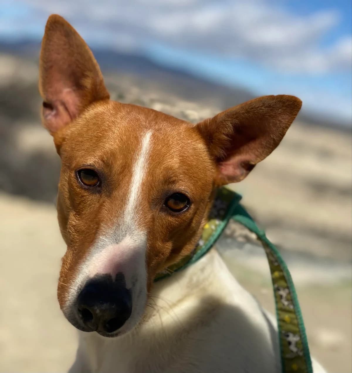 Naomi,  3yo Podenco for adoption at Stichting Hobodogs