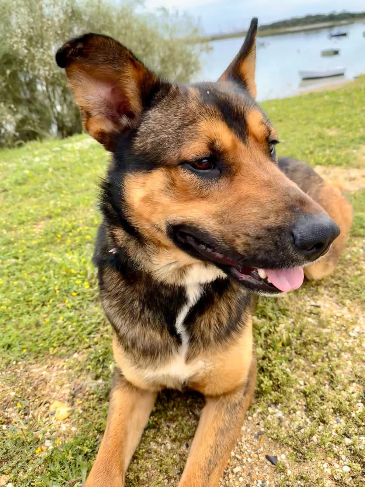 Proton, male mixed breed for adoption at Stichting Hobodogs