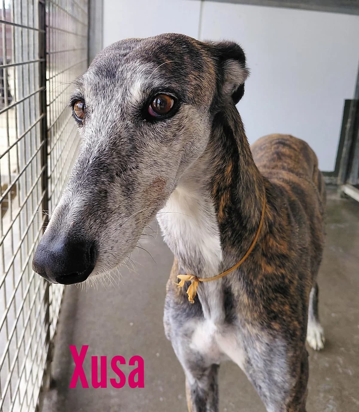 Xusa, female Galgo Español for adoption at Stichting Hobodogs