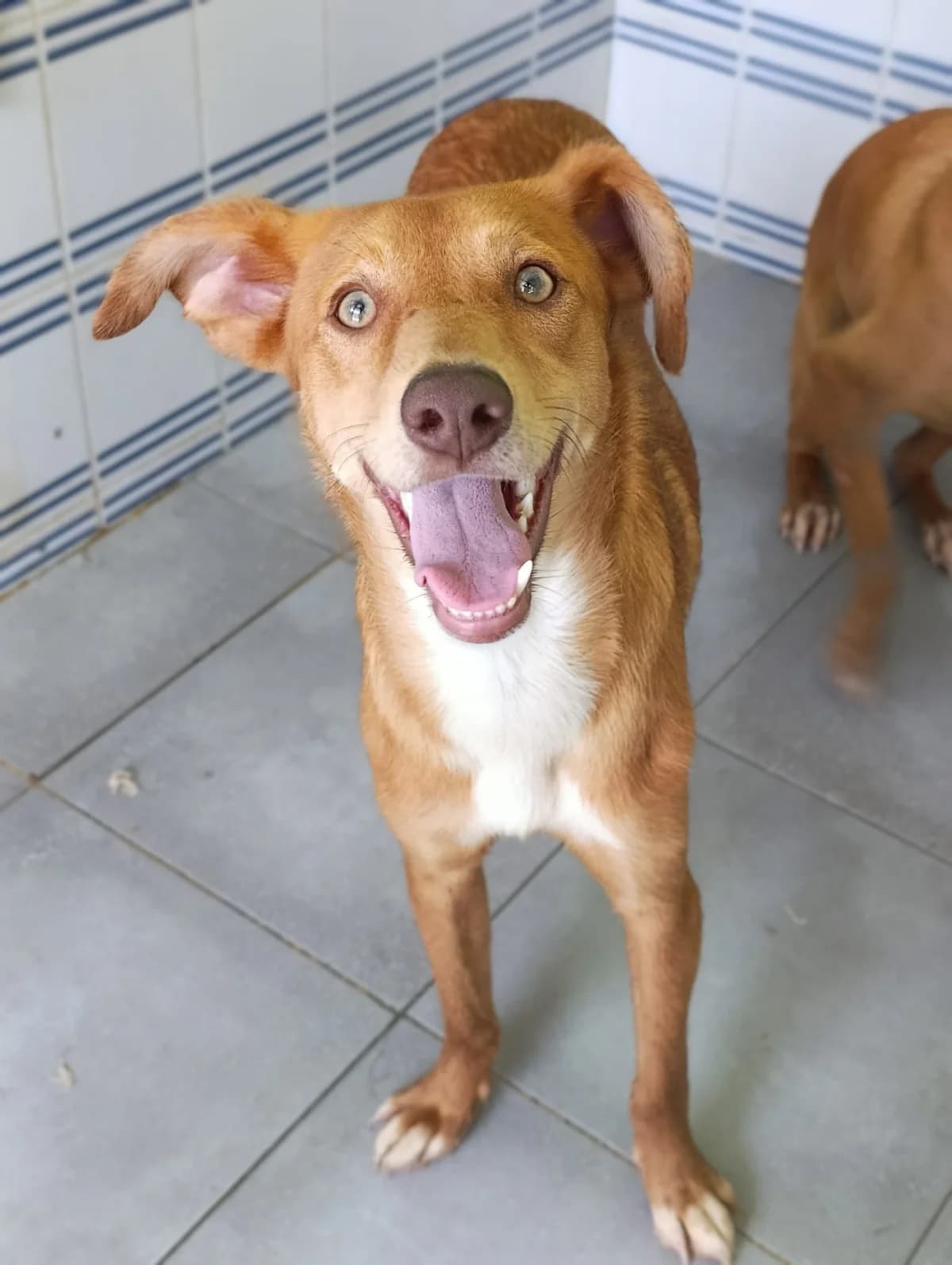 Yuki,  Mixed Breed for adoption at Stichting Hobodogs