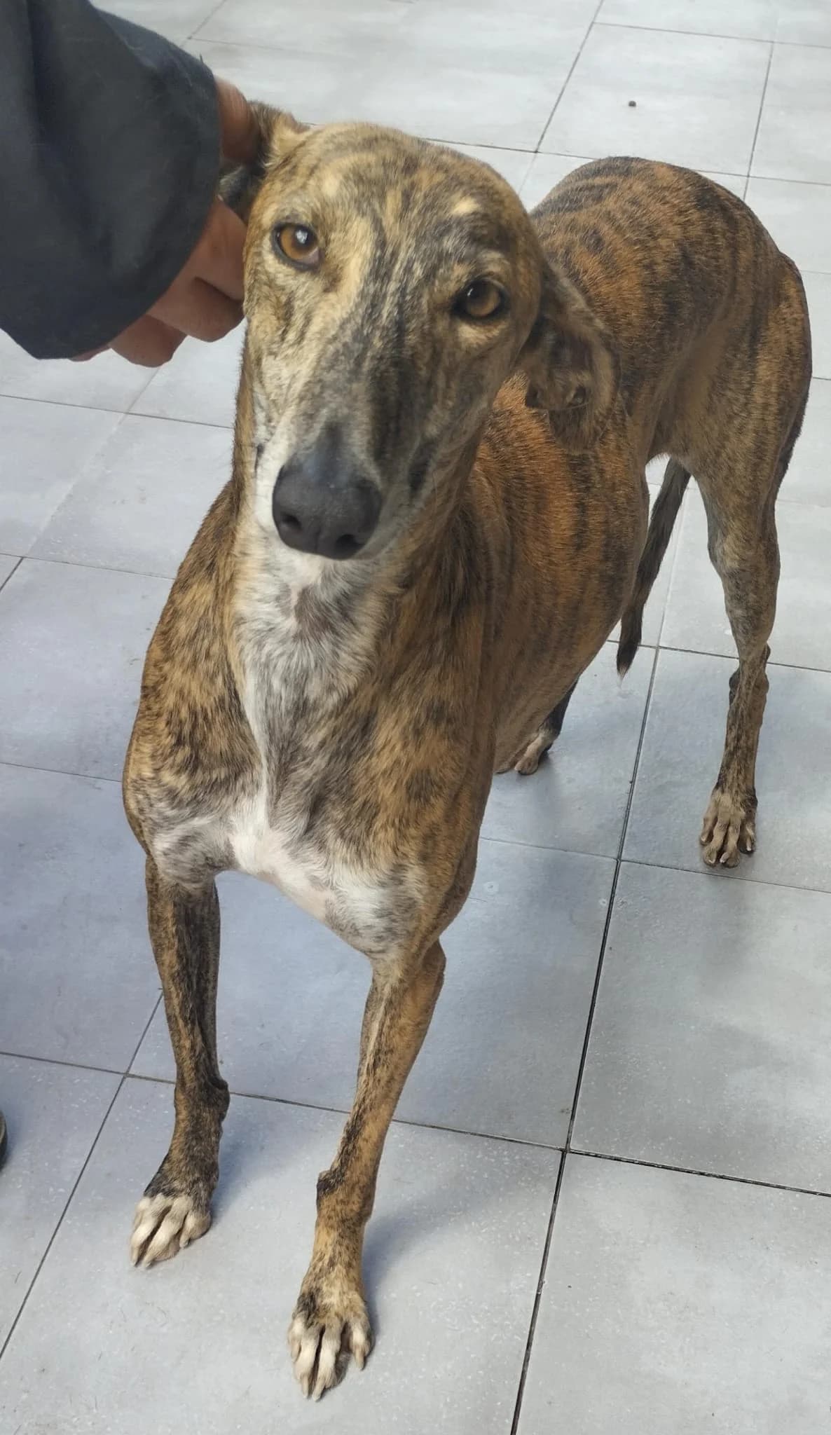 Romerito, male Galgo Español for adoption at Stichting Hobodogs