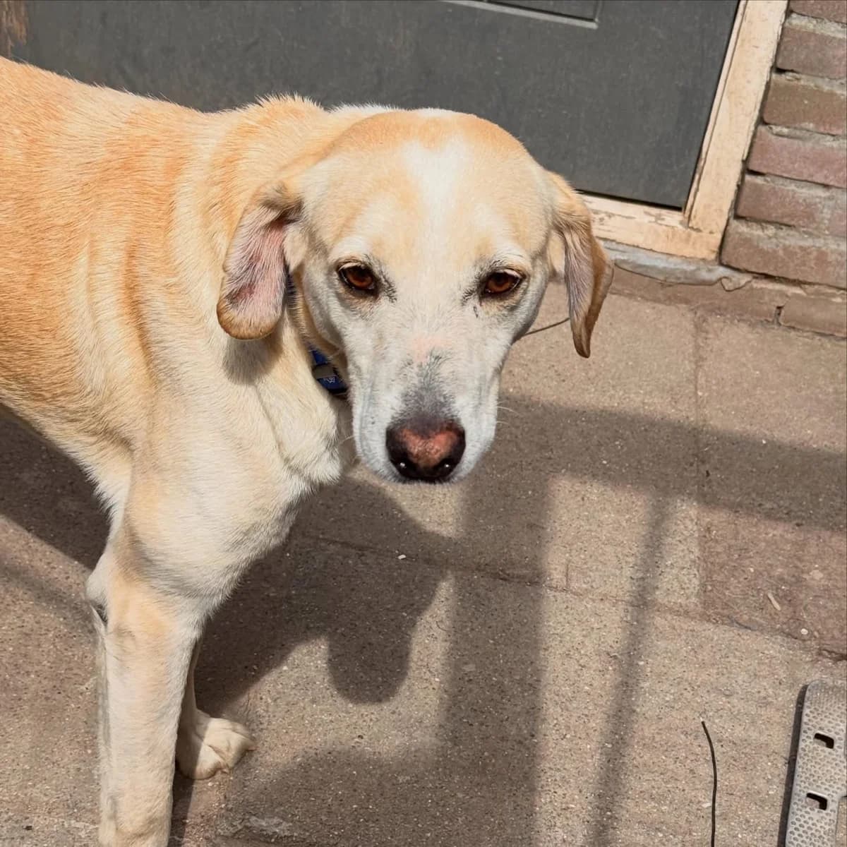 Lublu, Mixed Breed (Stichting Hobodogs)