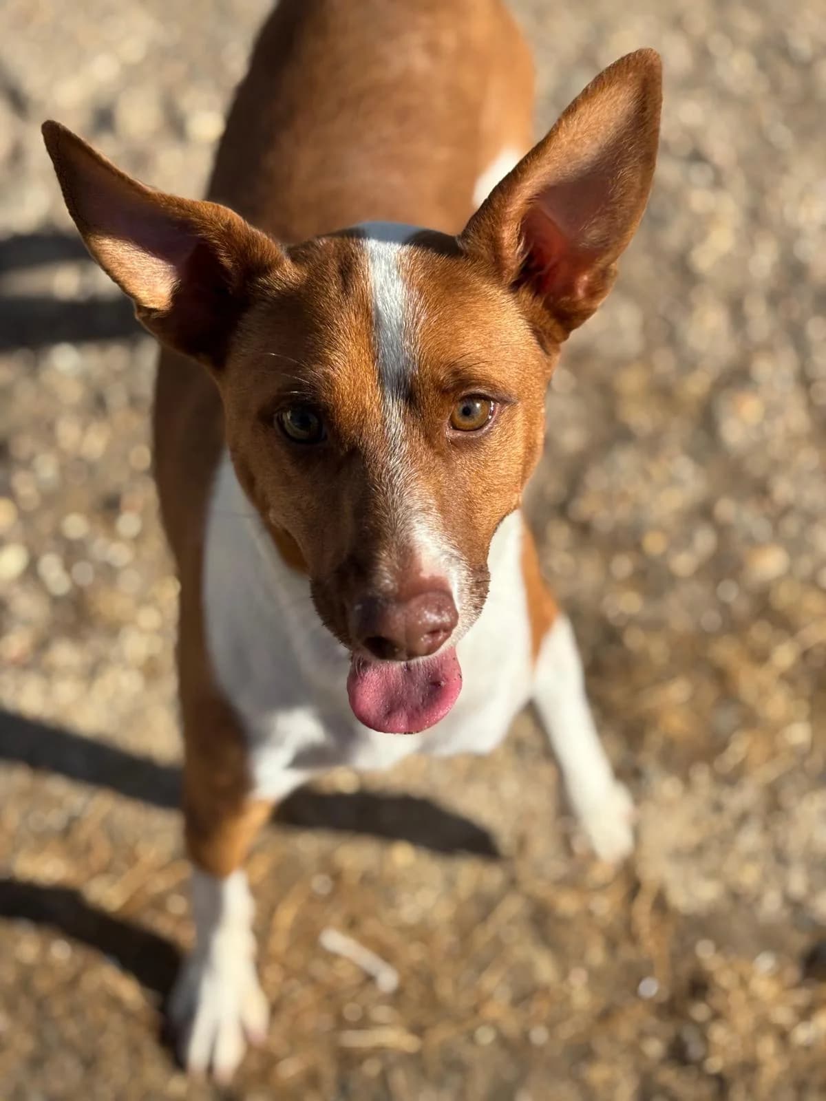 Robby, male Podenco for adoption at Stichting Hobodogs