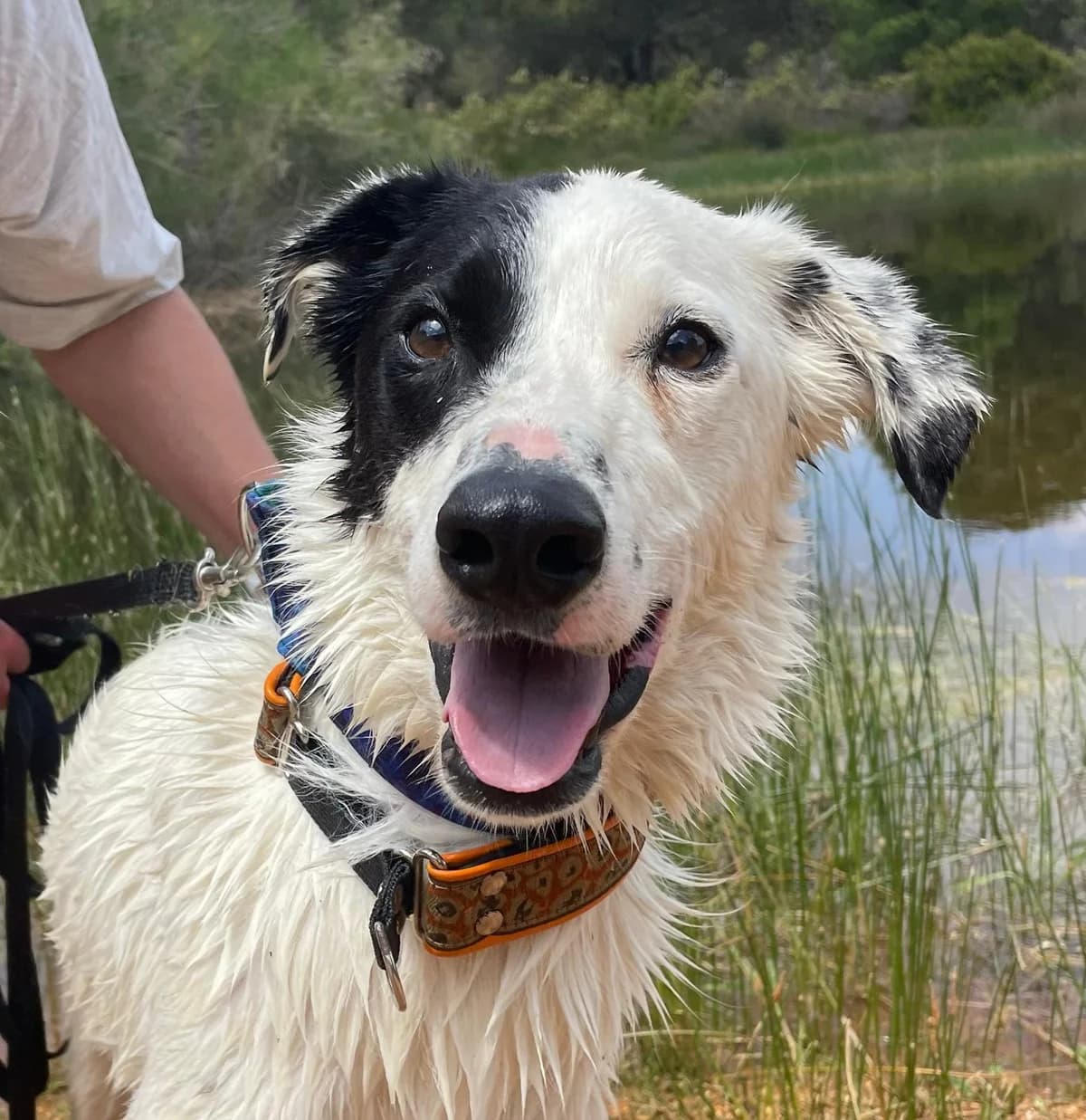 Snoopy, male mixed breed for adoption at Stichting Hobodogs