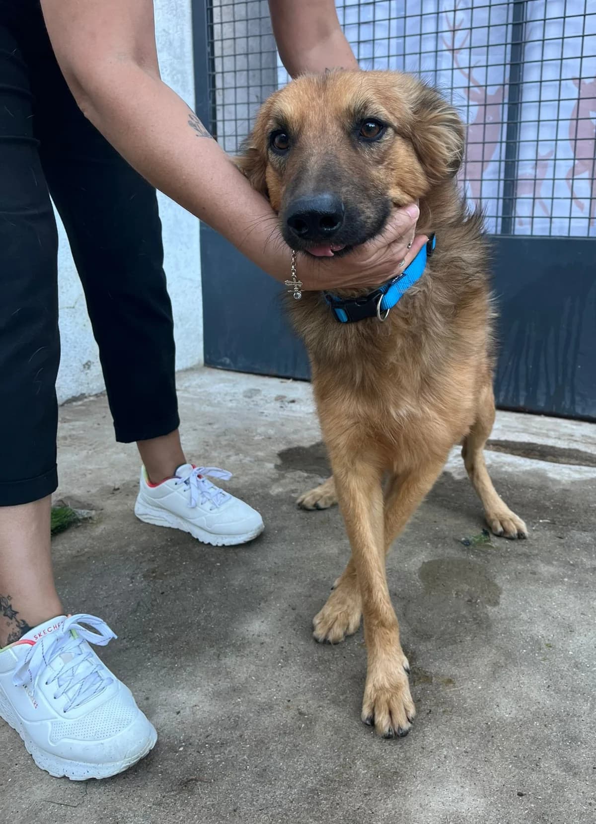 Neron, male 5yo Mixed Breed for adoption at Stichting Hobodogs