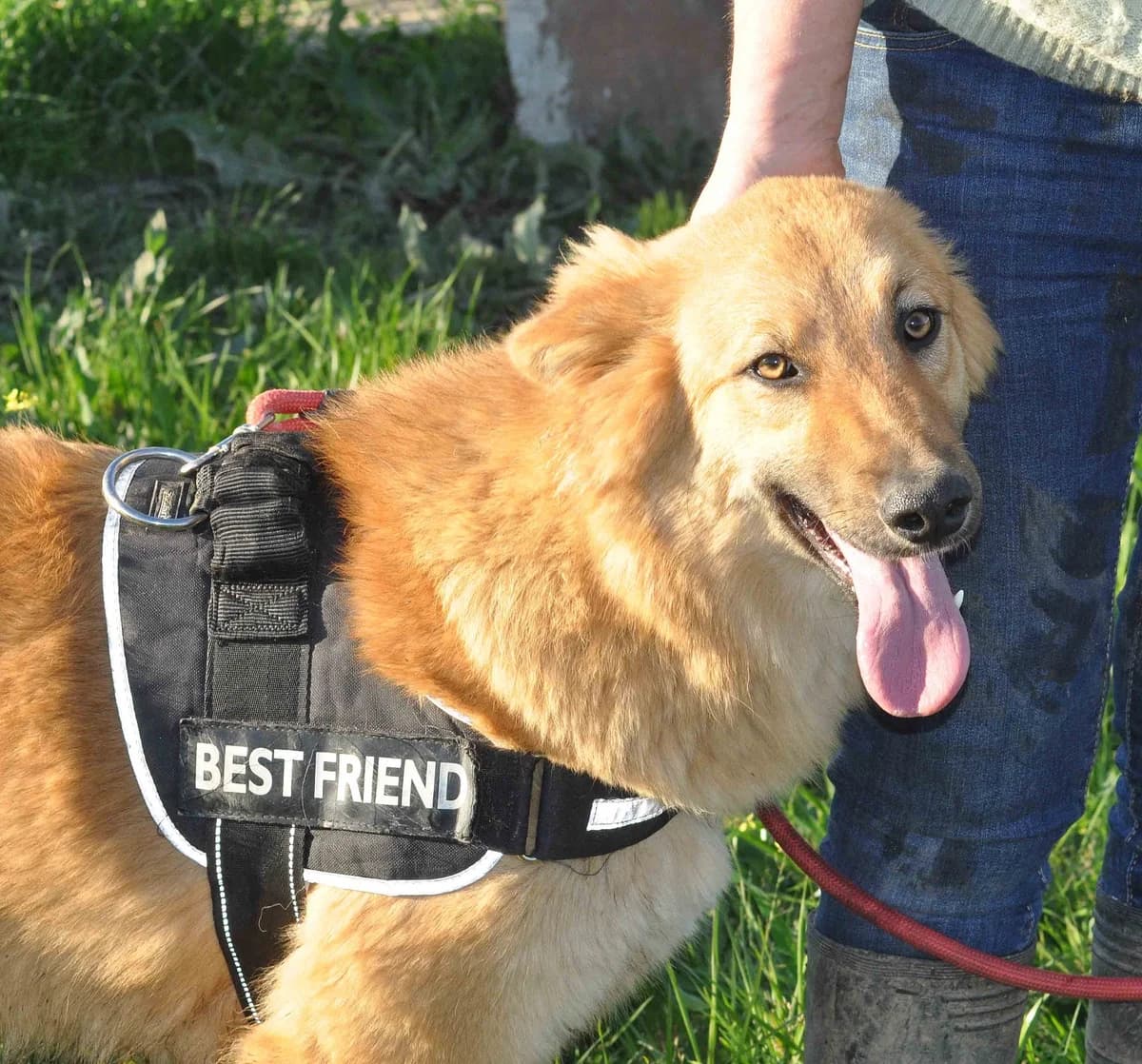Bella,  mixed breed for adoption at Stichting Hobodogs