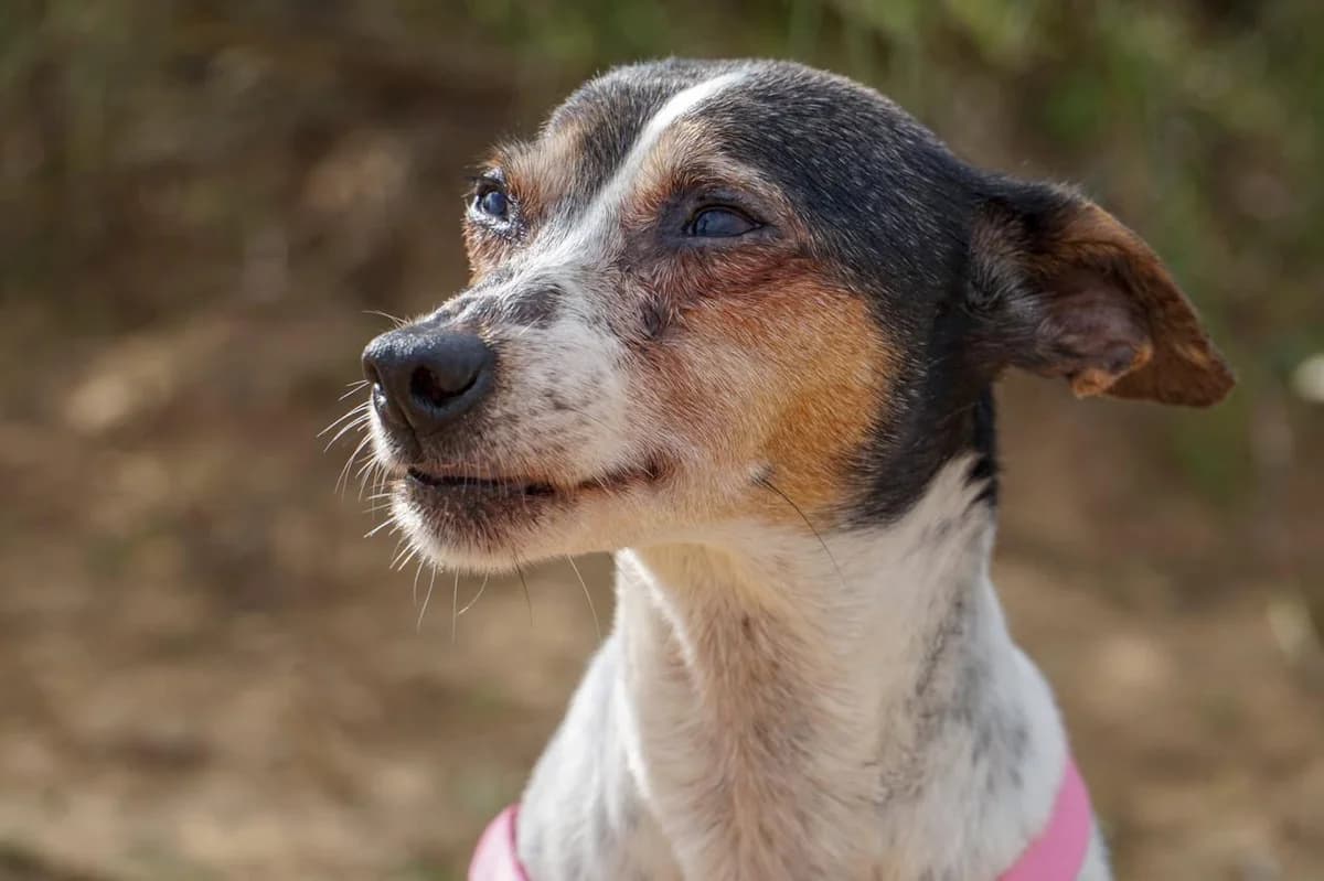 Aramis, senior mixed breed for adoption at Stichting Hobodogs