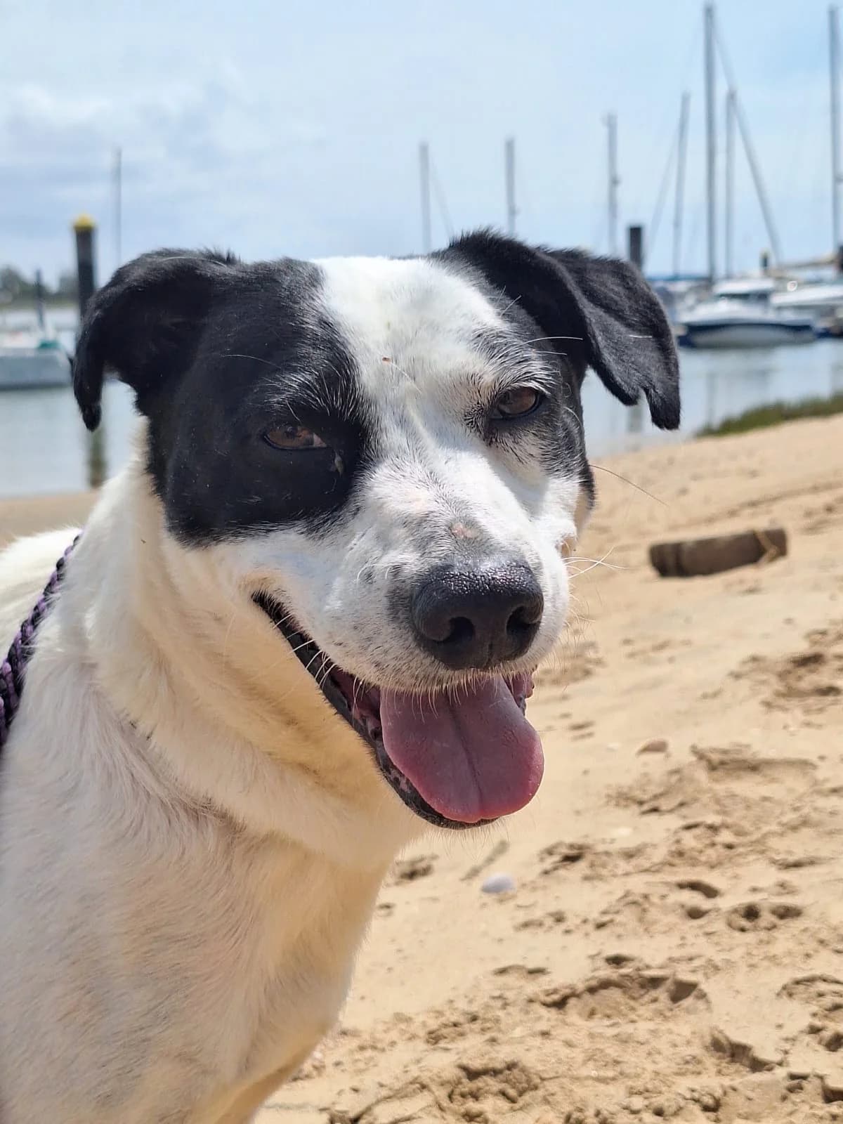 Litri, male senior Mixed Breed for adoption at Stichting Hobodogs