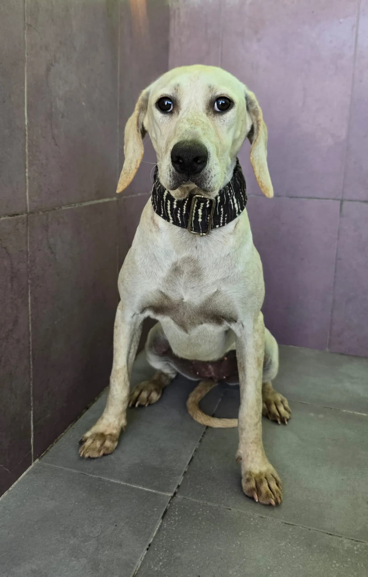Ellie,  Pointer for adoption at Stichting Hobodogs