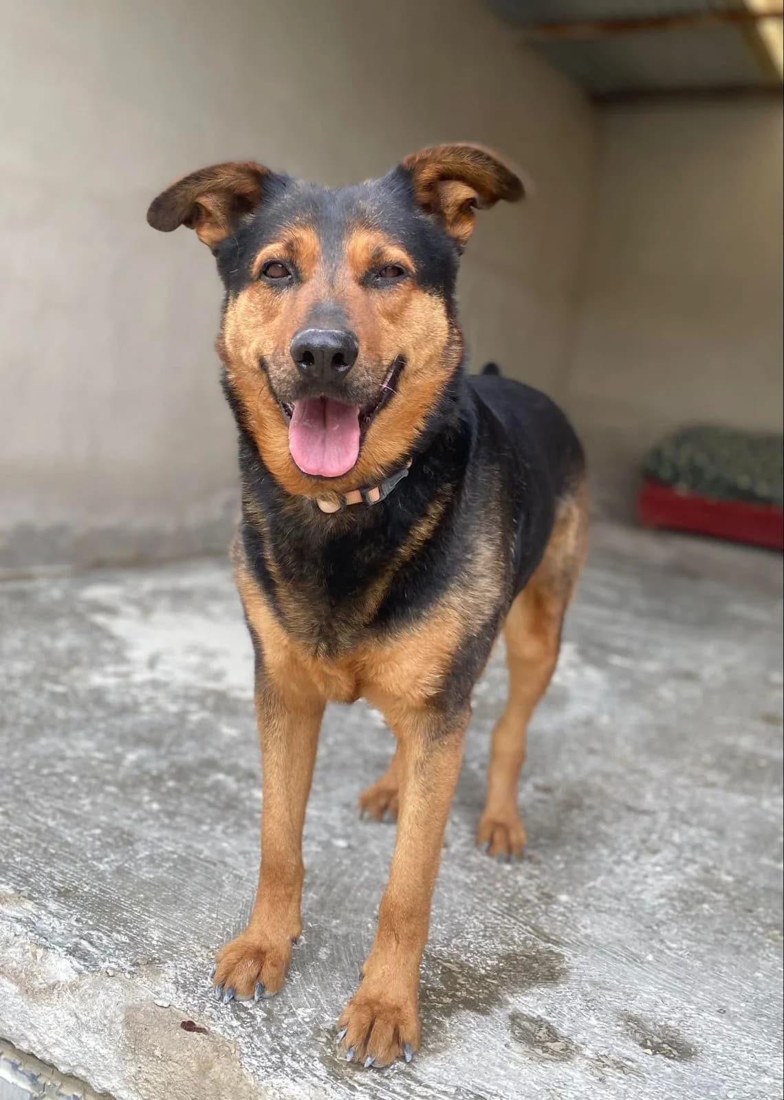 Duncan, male Mixed Breed for adoption at Stichting Hobodogs