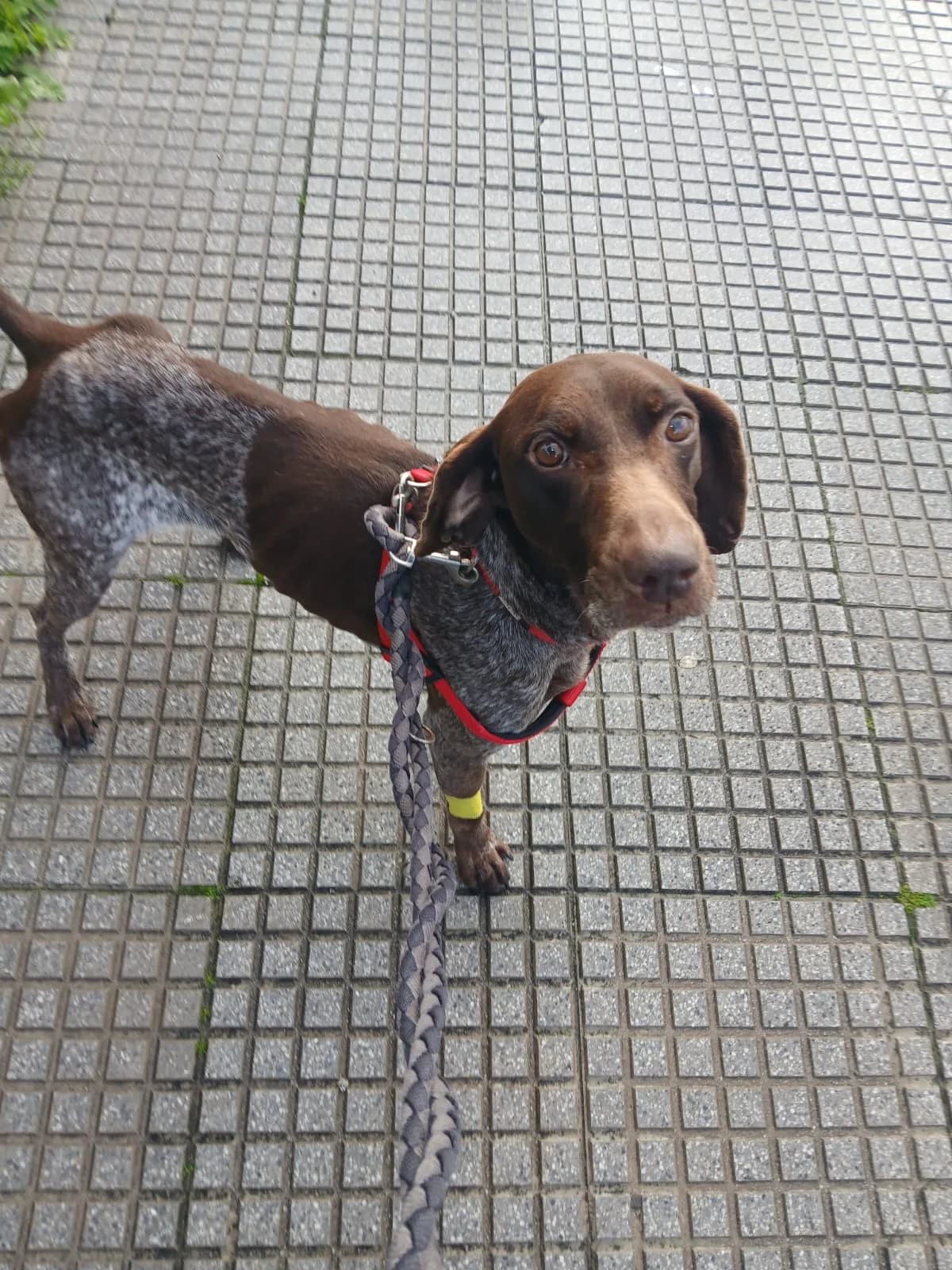 Ninette,  young mixed breed for adoption at Stichting Hobodogs