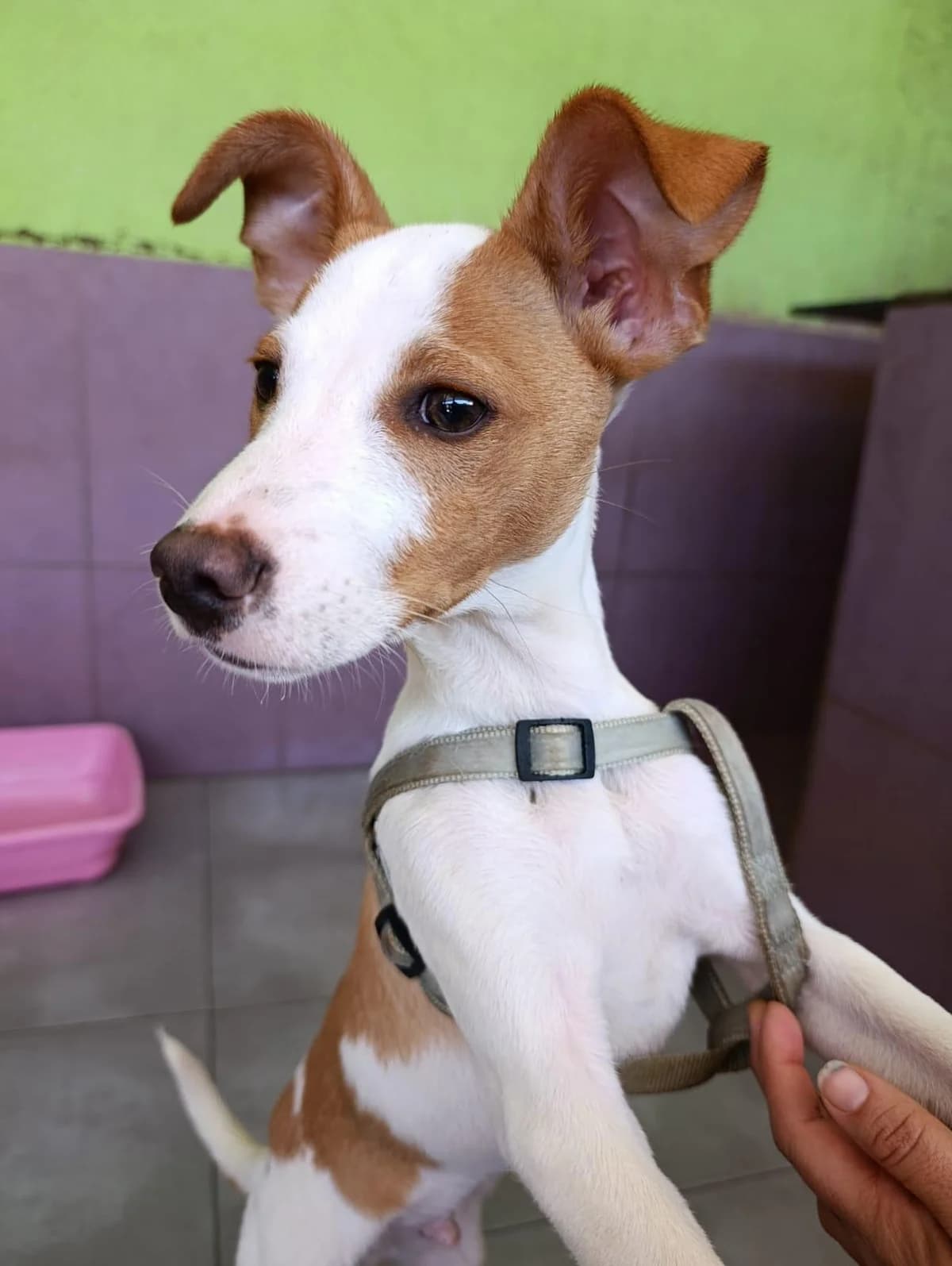 Miji, male Podenco for adoption at Stichting Hobodogs