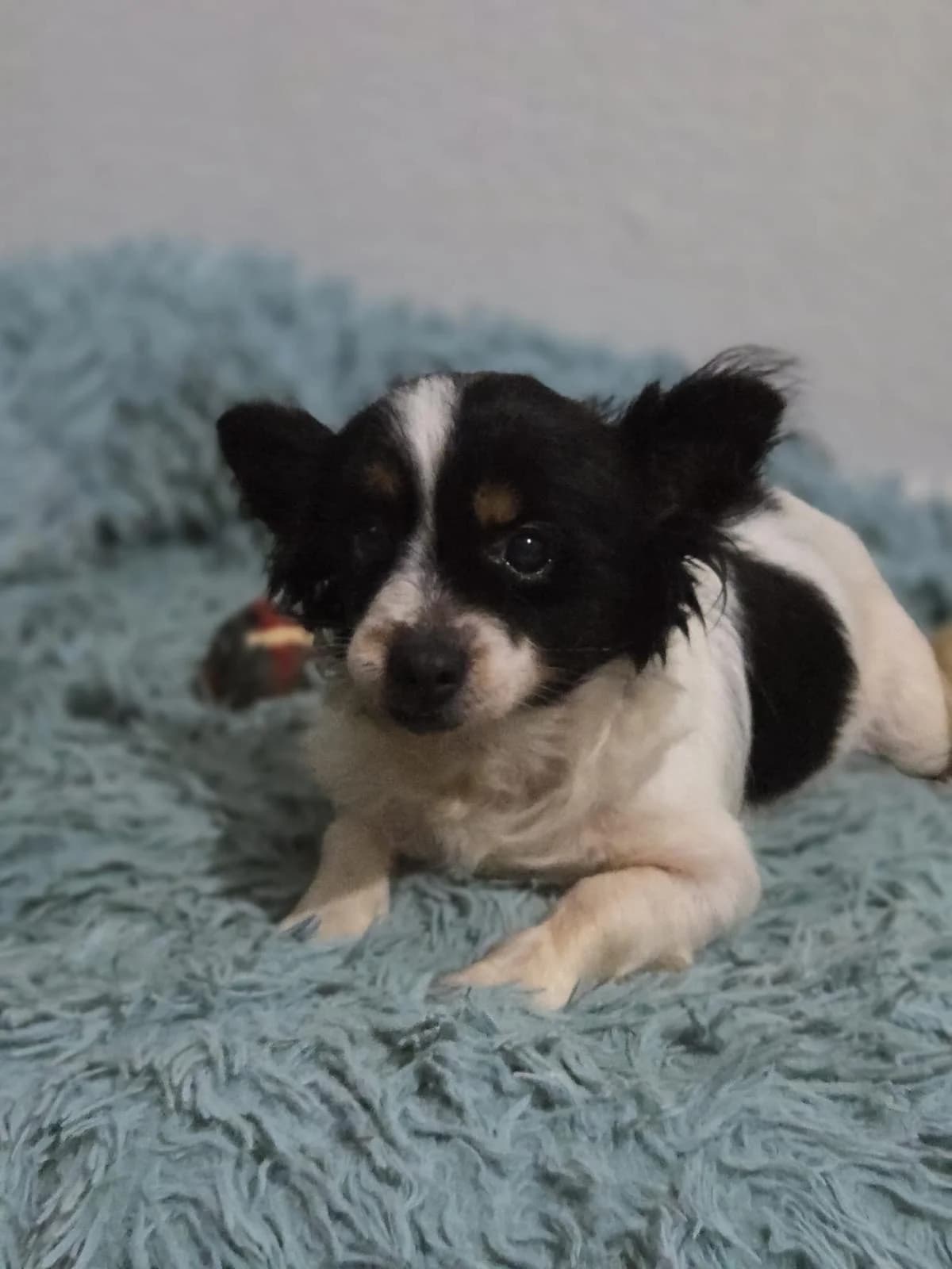Goya, senior mixed breed for adoption at Stichting Hobodogs