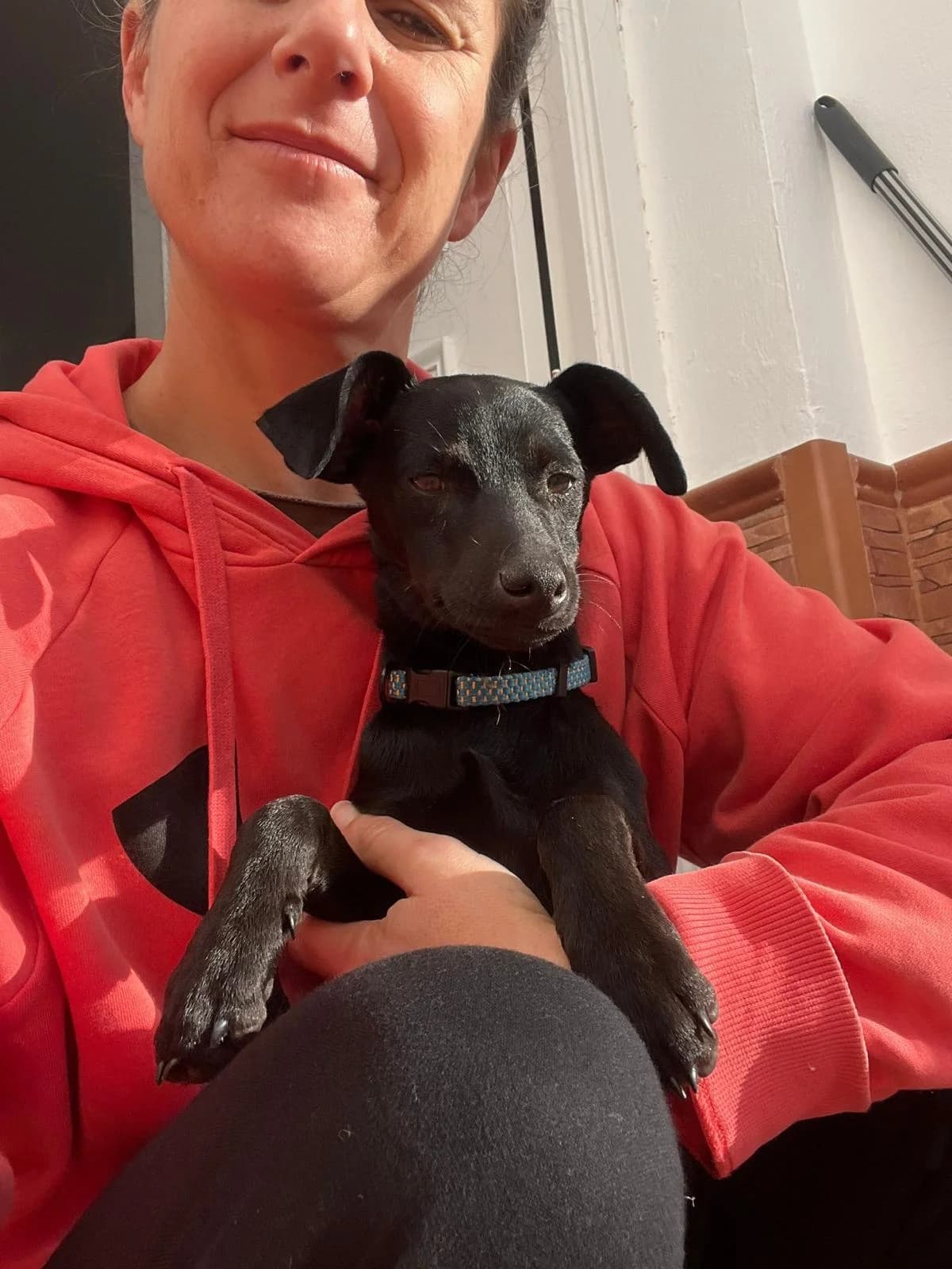 Blume, female mixed breed for adoption at Stichting Hobodogs