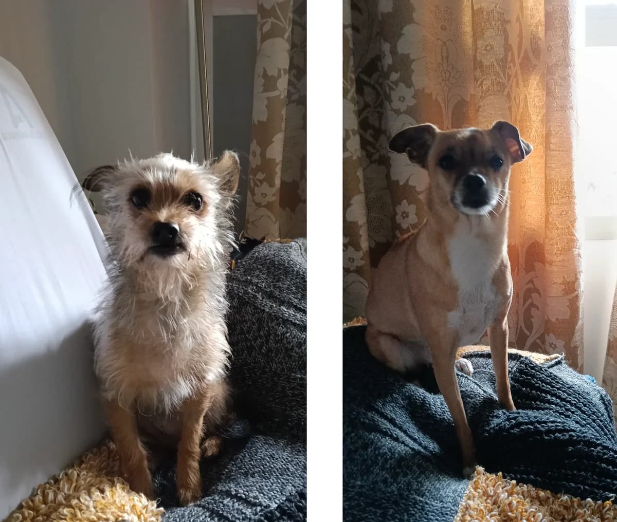 Brisa en Mara,  mixed breed for adoption at Stichting Hobodogs