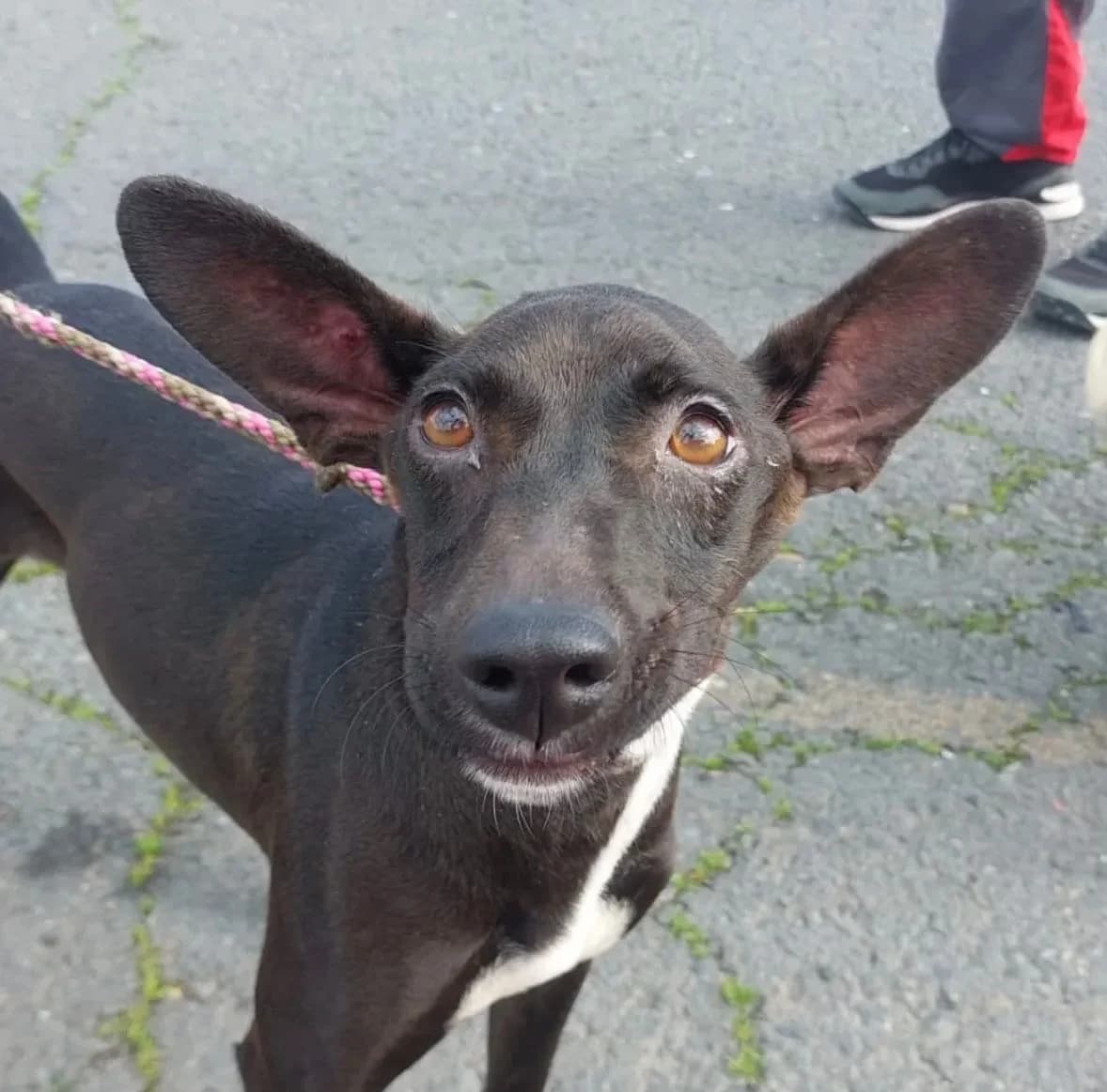 Elfa,  3yo Podenco for adoption at Stichting Hobodogs