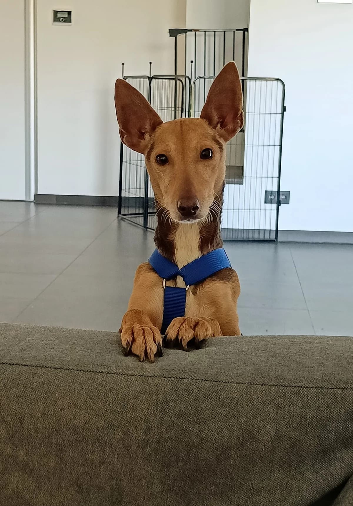 Lita,  Podenco for adoption at Stichting Hobodogs