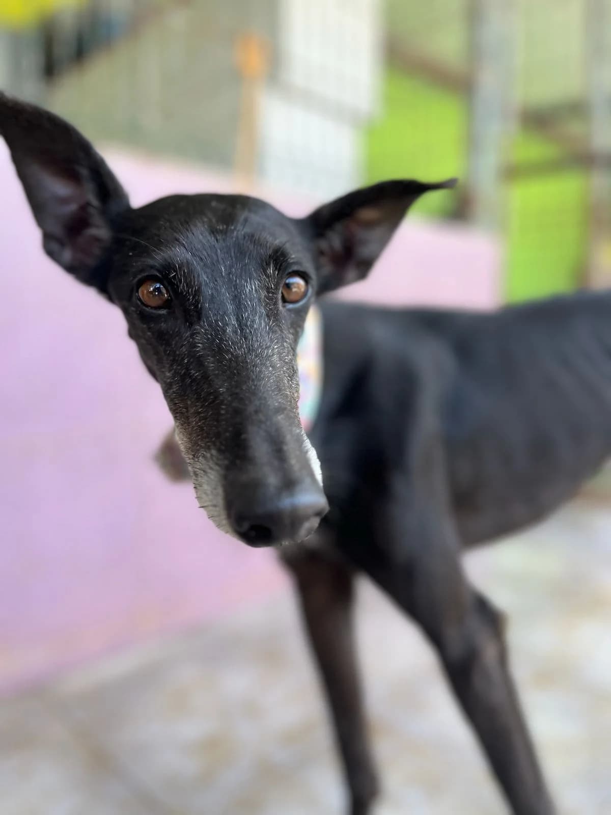 Delice, female Galgo Español for adoption at Stichting Hobodogs