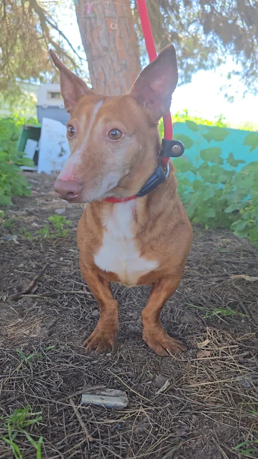Pepe, male Podenco for adoption at Stichting Hobodogs