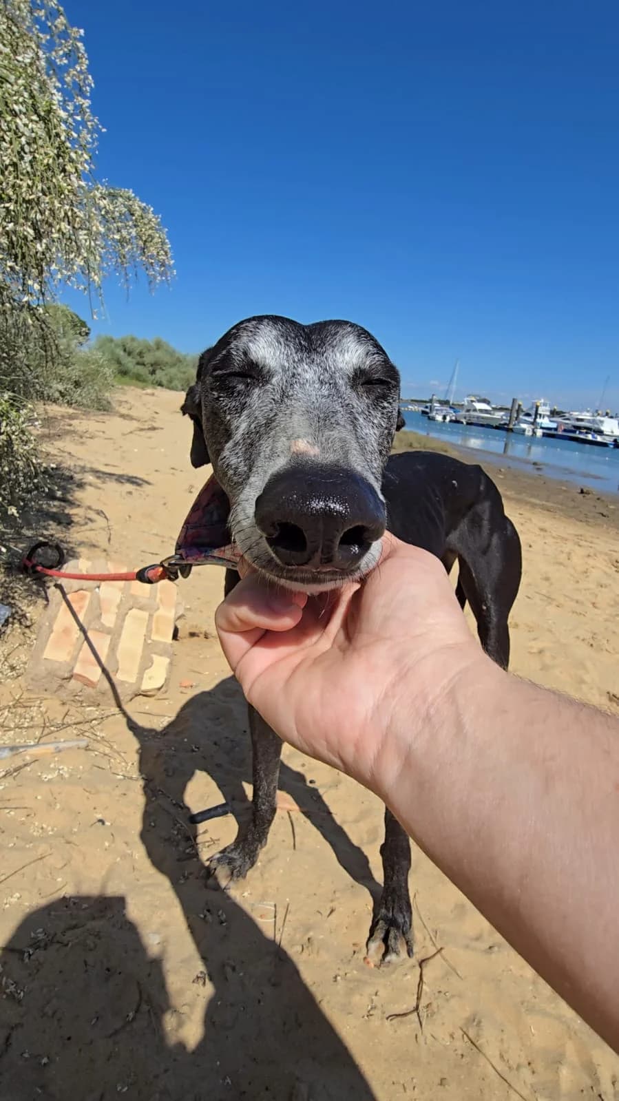 Yue, female 3yo Galgo Español for adoption at Stichting Hobodogs