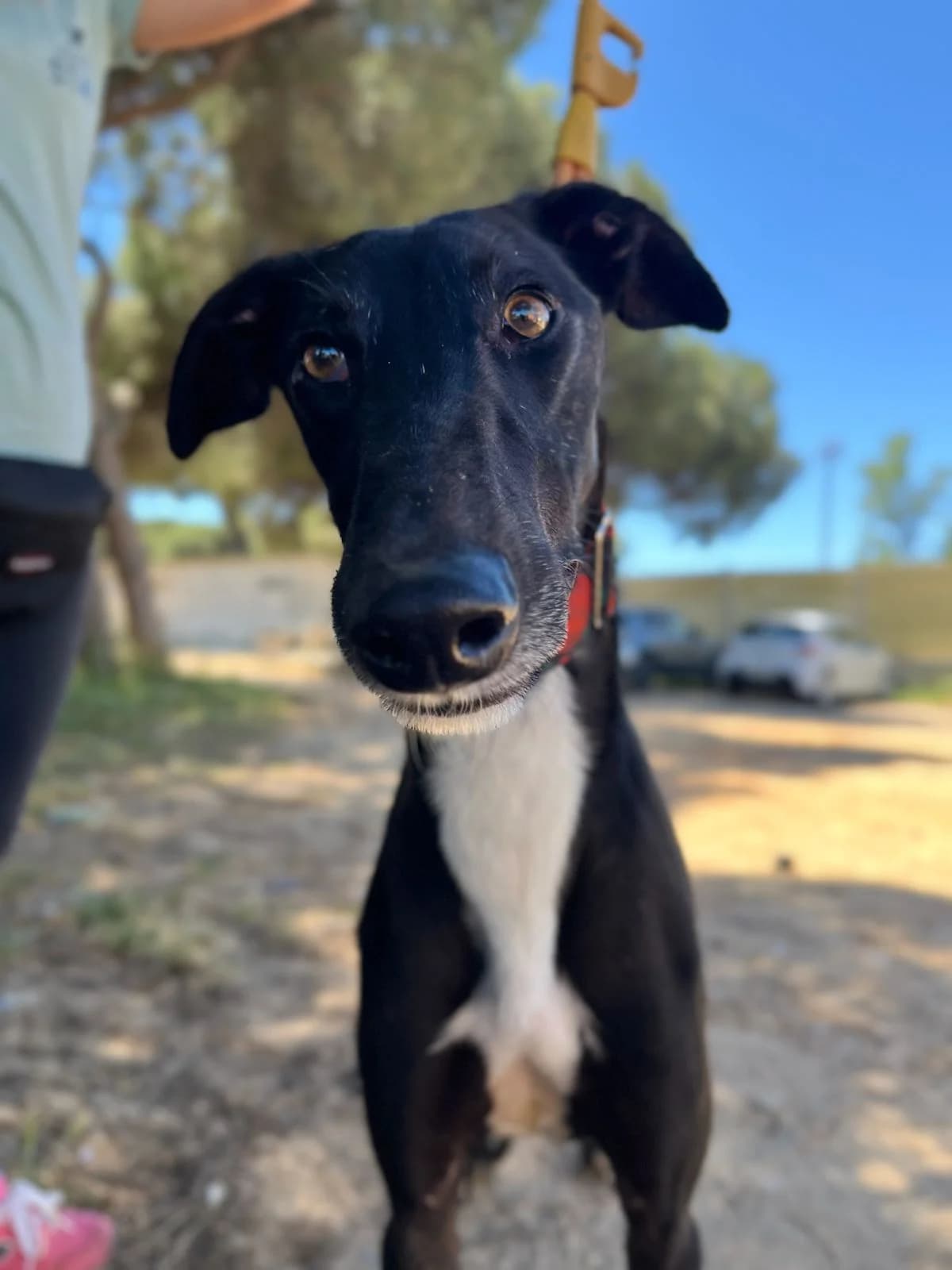 Bysir, male Galgo Español for adoption at Stichting Hobodogs