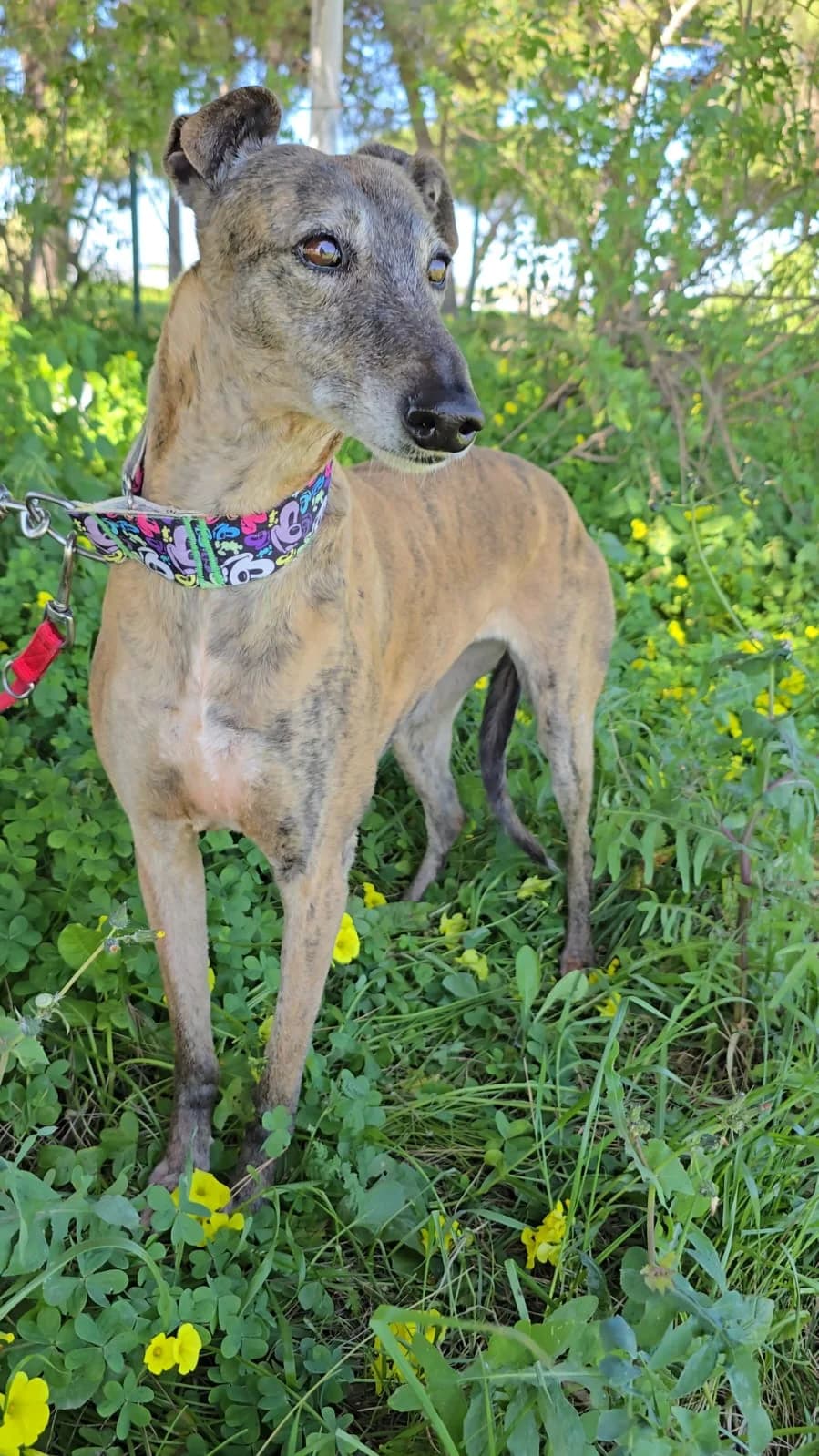Chica, female Galgo Español for adoption at Stichting Hobodogs