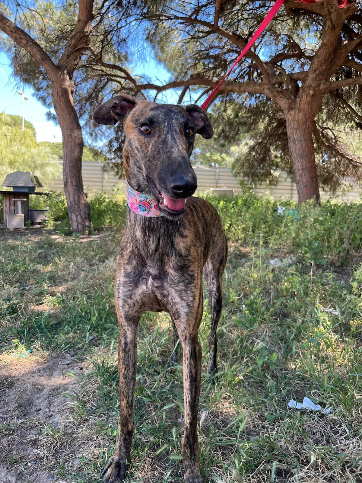 Fabio, male Galgo Español for adoption at Stichting Hobodogs