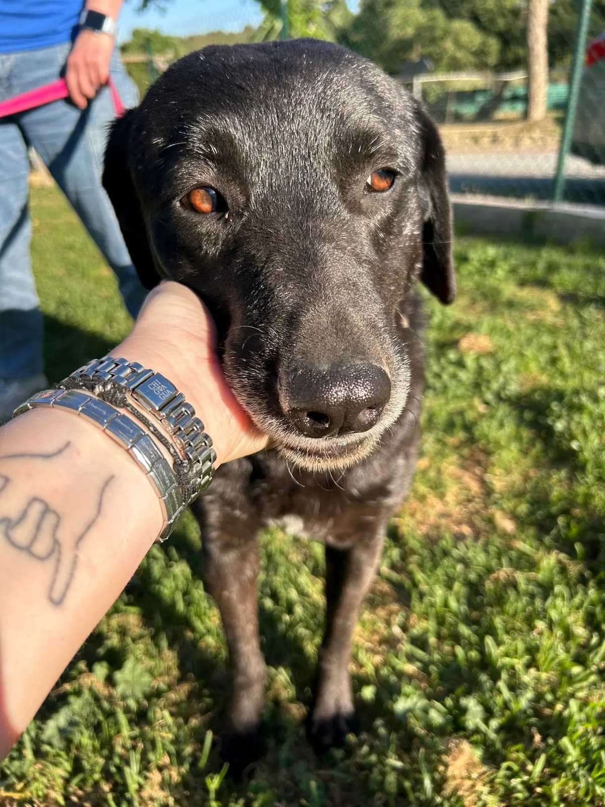 Luna HADA, female Labrador Retriever for adoption at Stichting Hobodogs