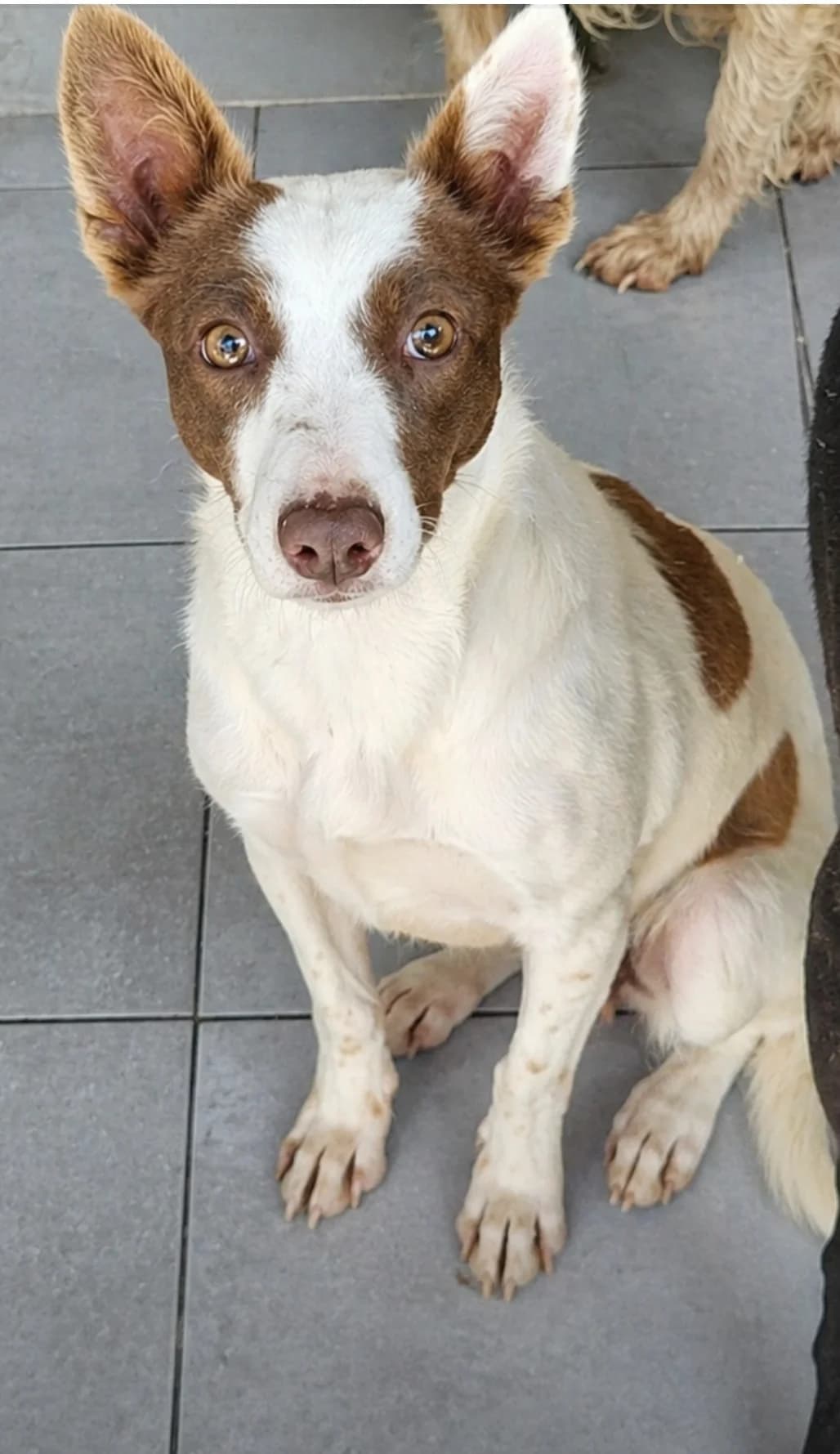 Barbara,  Podenco for adoption at Stichting Hobodogs