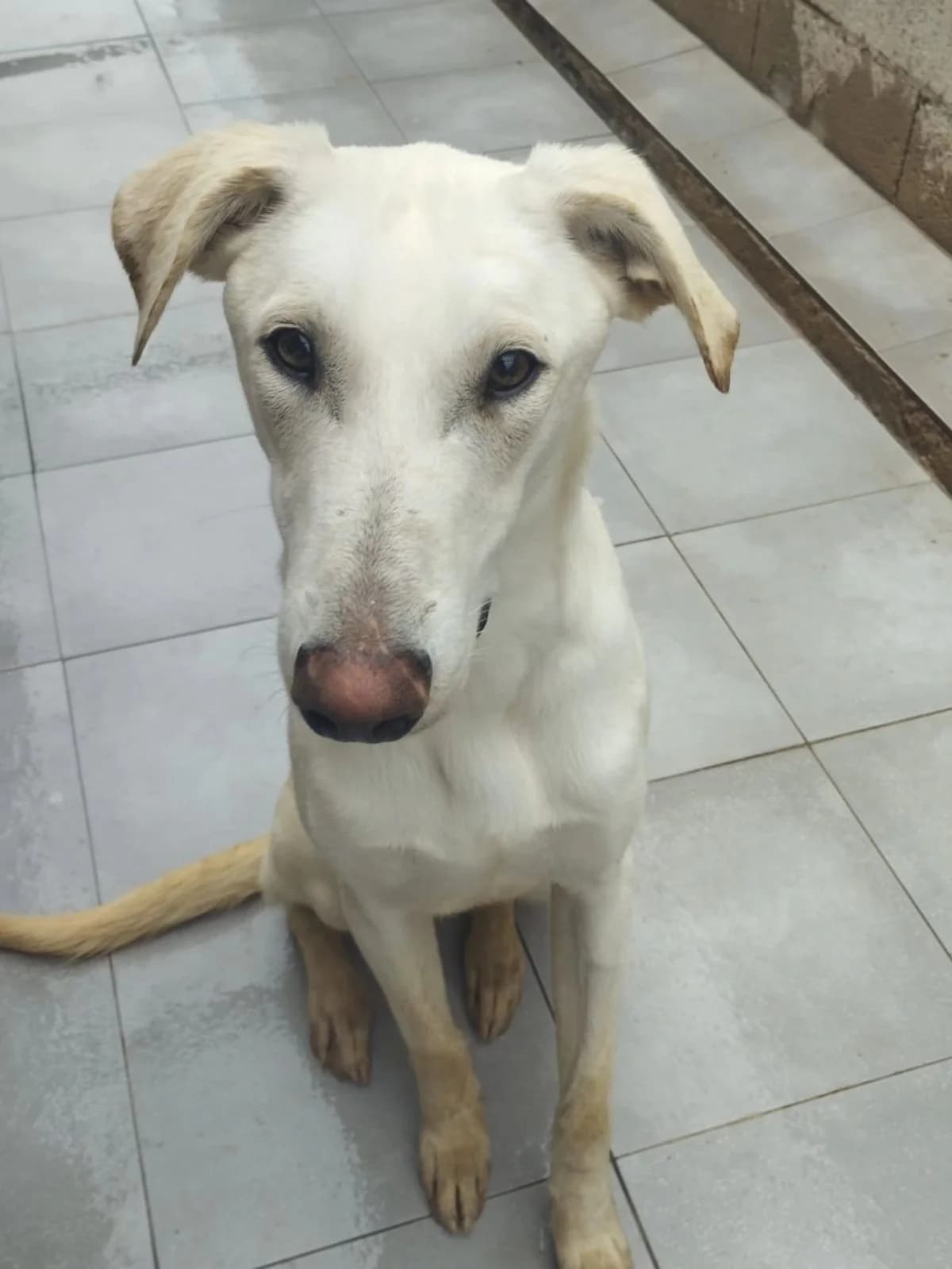 Dixon, male Galgo Español for adoption at Stichting Hobodogs