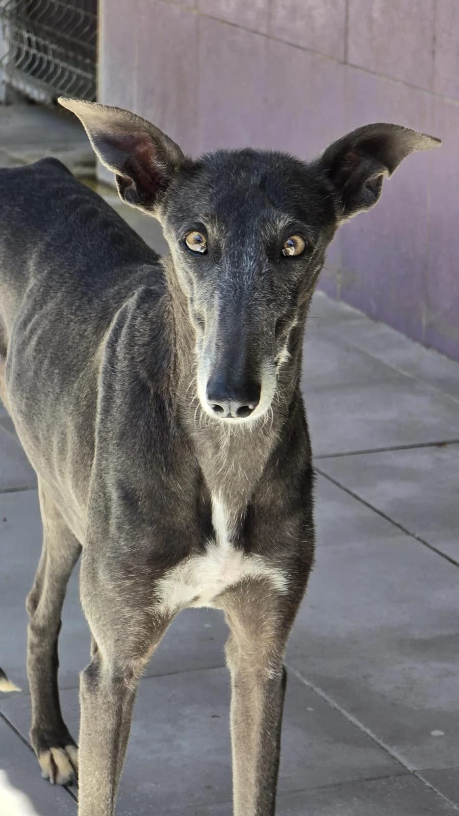 Nyx, female Galgo Español for adoption at Stichting Hobodogs