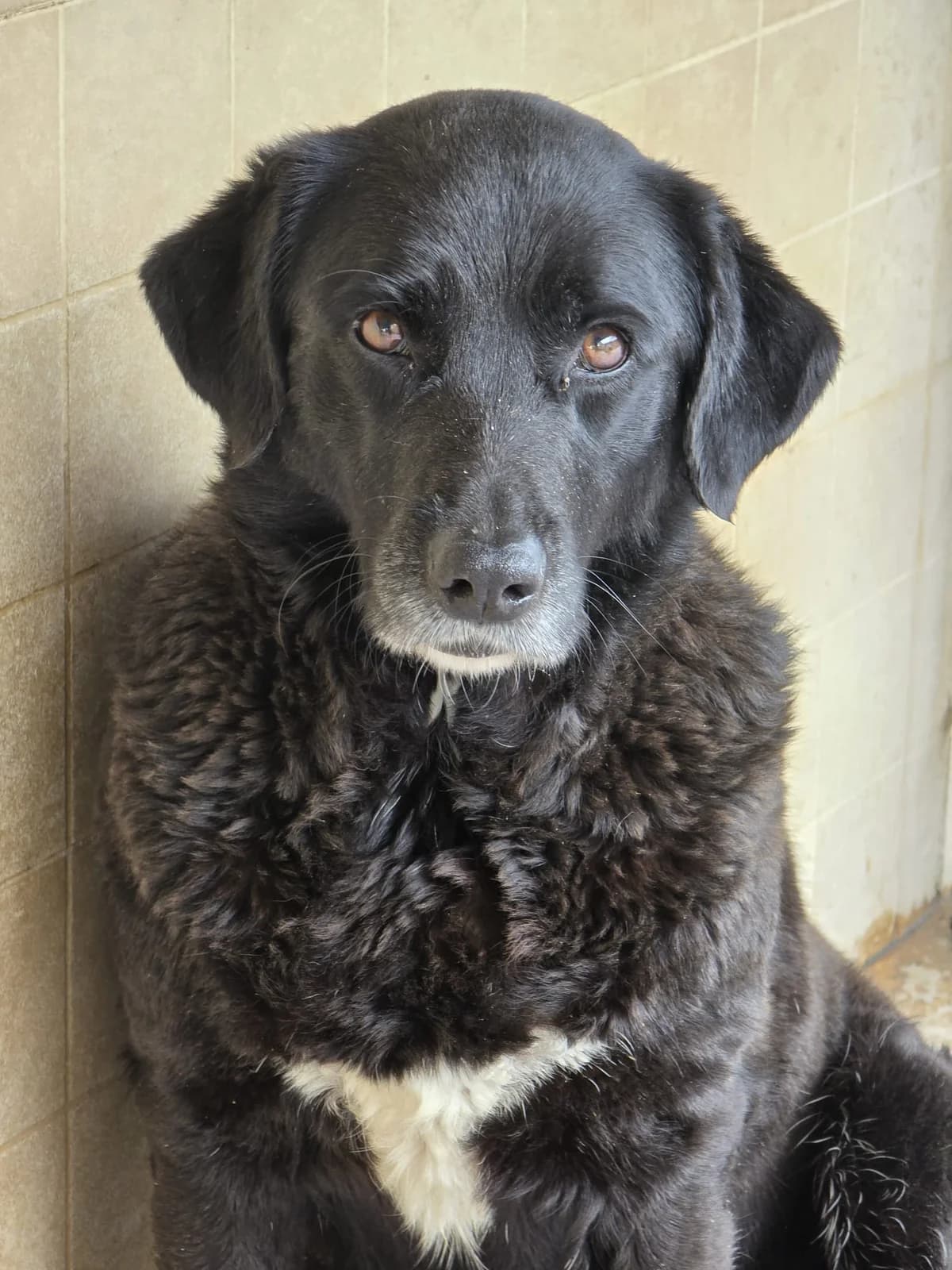 Blackie, female Labrador Retriever for adoption at Stichting Hobodogs