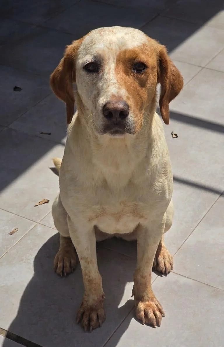 Peka, female young mixed breed for adoption at Stichting Hobodogs