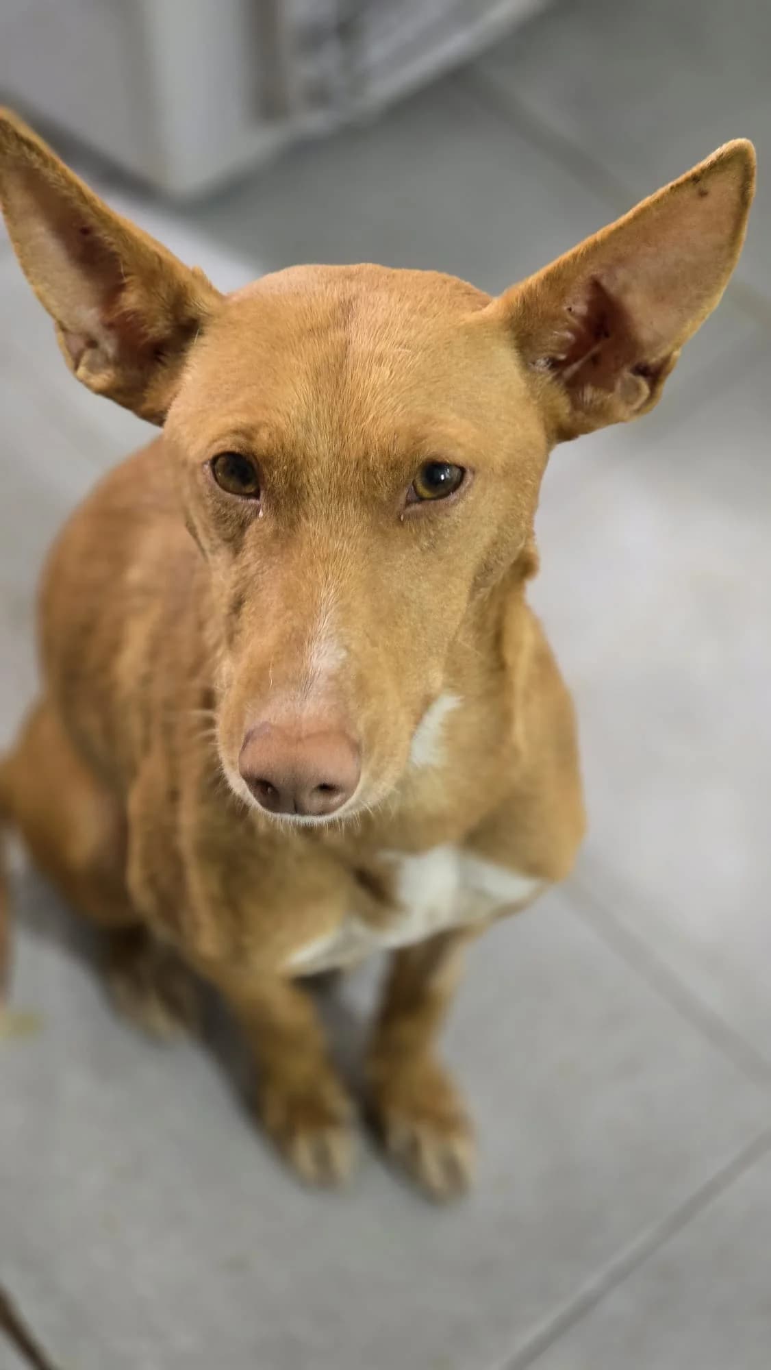 Buleria, Podenco (Stichting Hobodogs)
