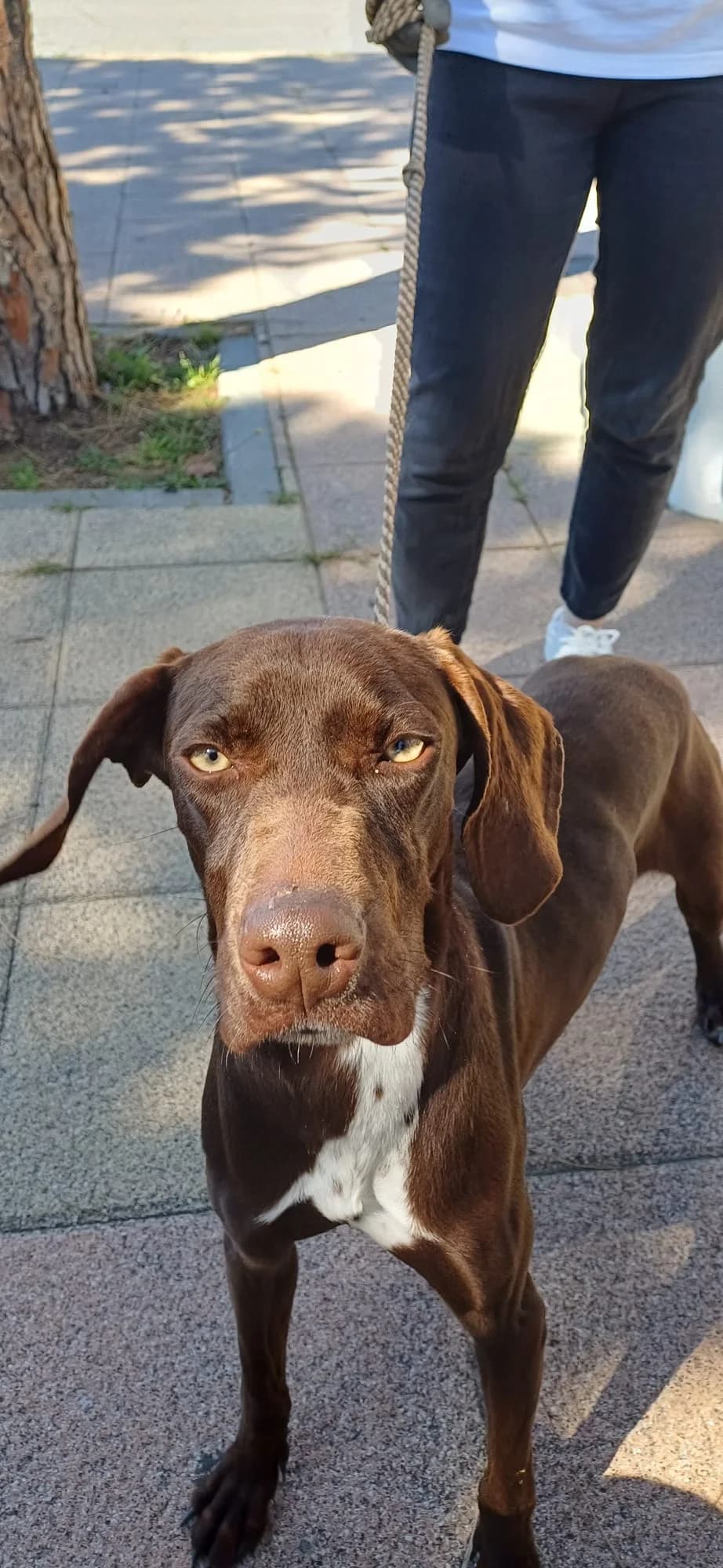 Juliette,  Pointer for adoption at Stichting Hobodogs