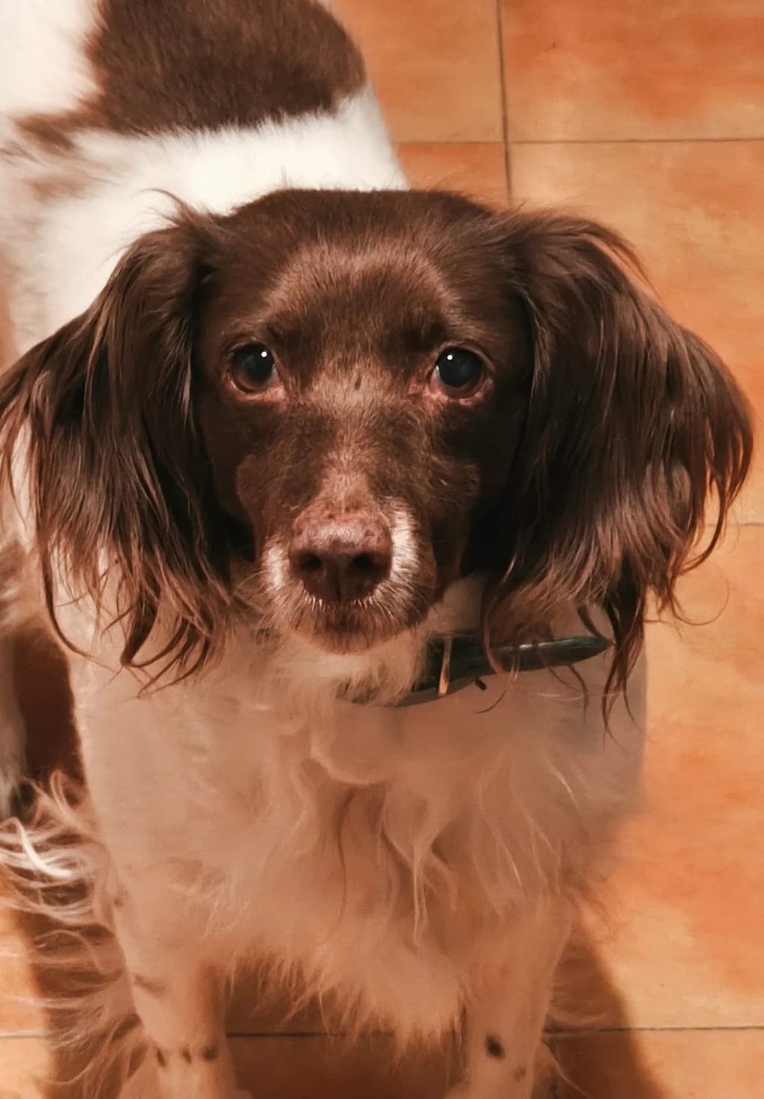 Scarlet,  (Stichting Hobodogs)