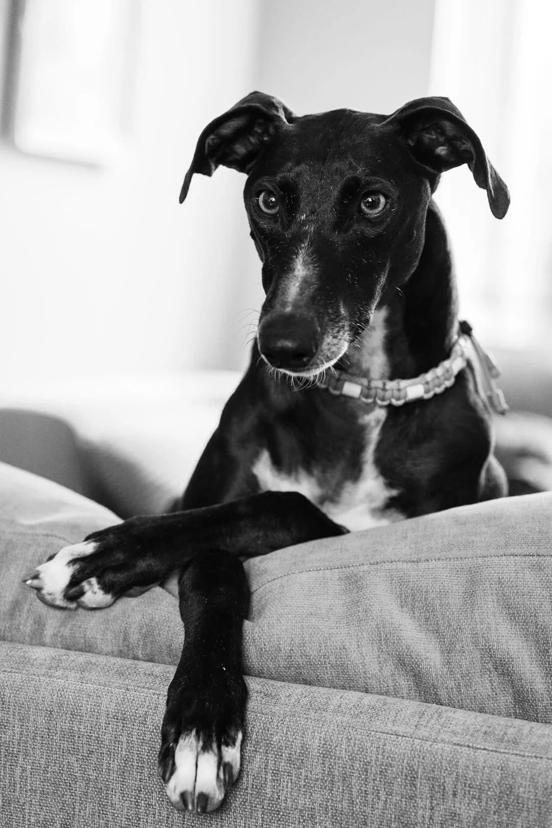 Tibet, Galgo Español (Stichting Hobodogs)