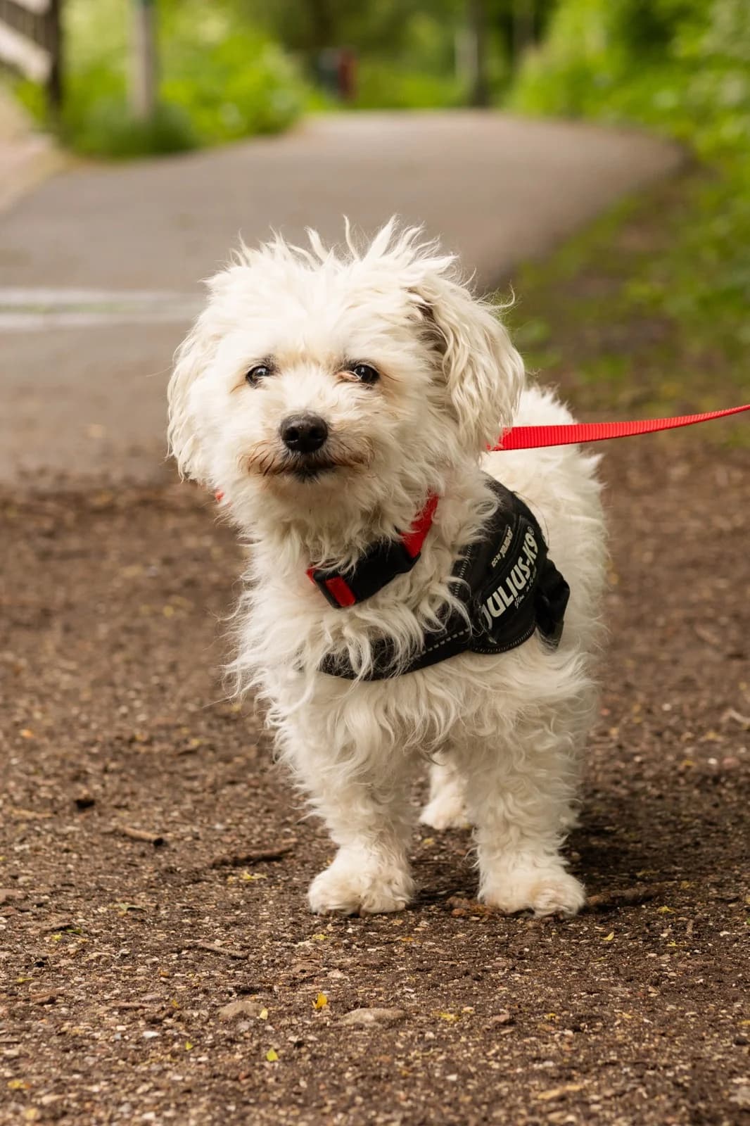 Luna,  (Stichting Hobodogs)