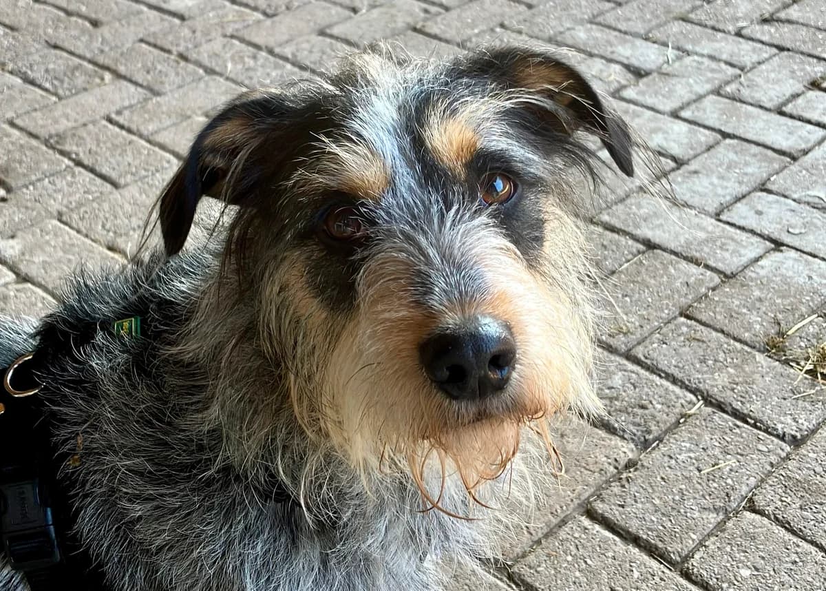 Pino-Canule, male Mixed Breed for adoption at Stichting Hobodogs