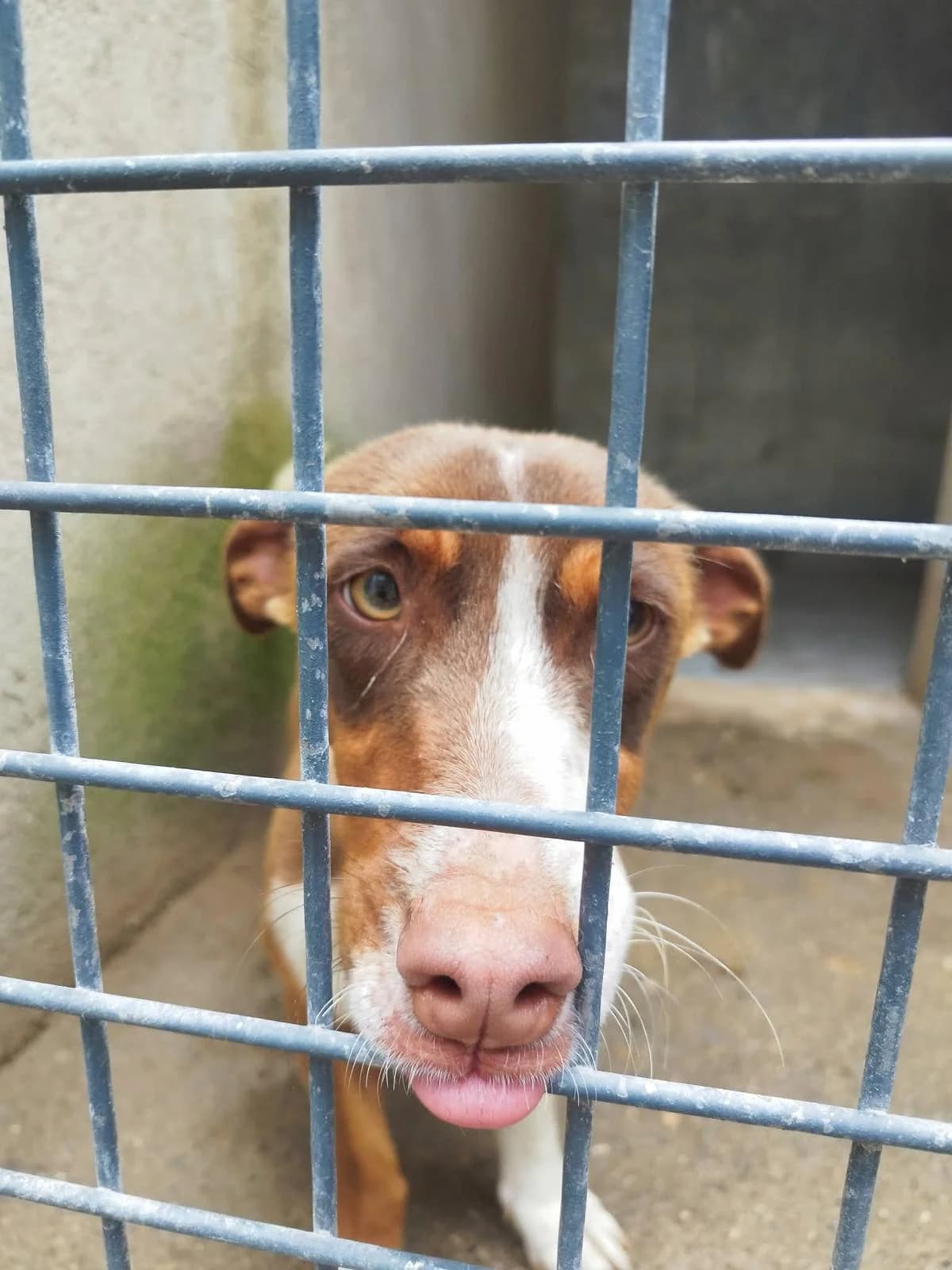 Copito, male young Podenco for adoption at Stichting Hobodogs