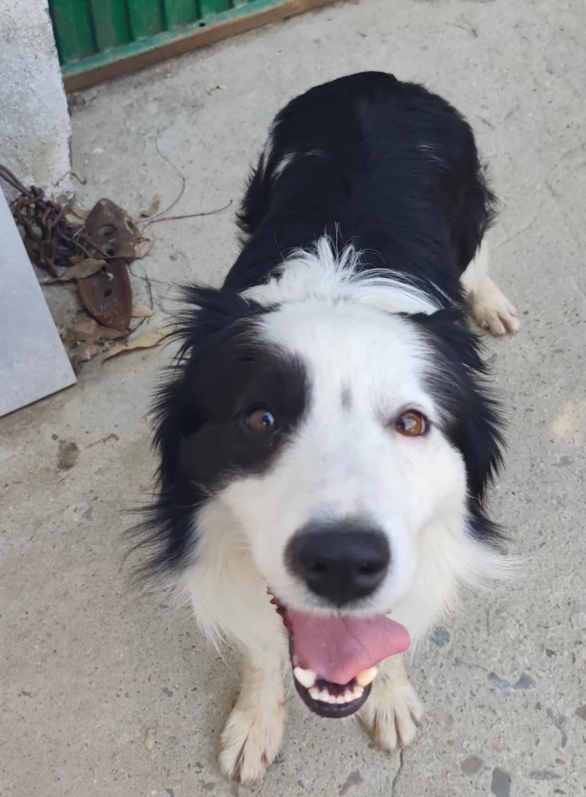 Nico, male young Border Collie for adoption at Stichting Hobodogs