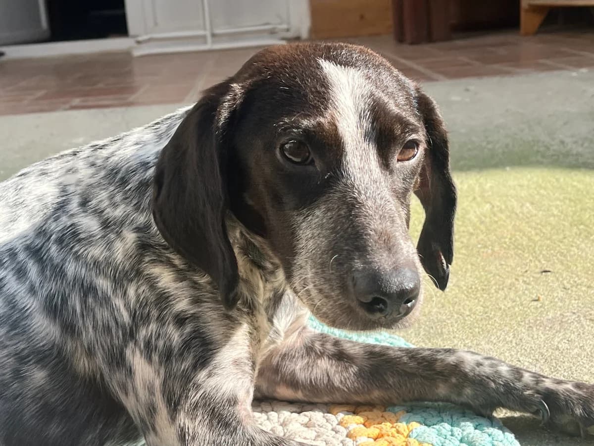 Scooby, male Pointer for adoption at Stichting Hobodogs