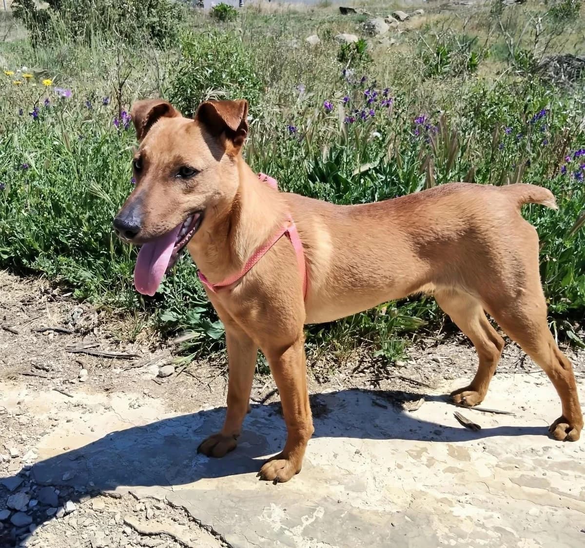 Timon, male Mixed Breed for adoption at Stichting Hobodogs