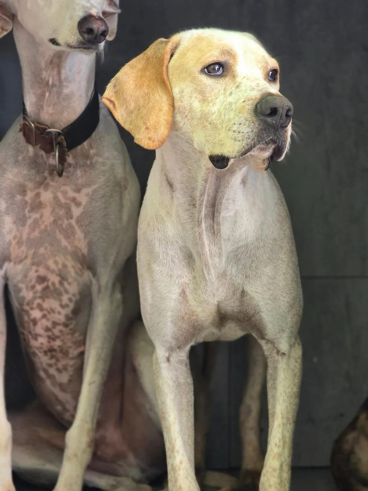 Dumbo, male Pointer for adoption at Stichting Hobodogs