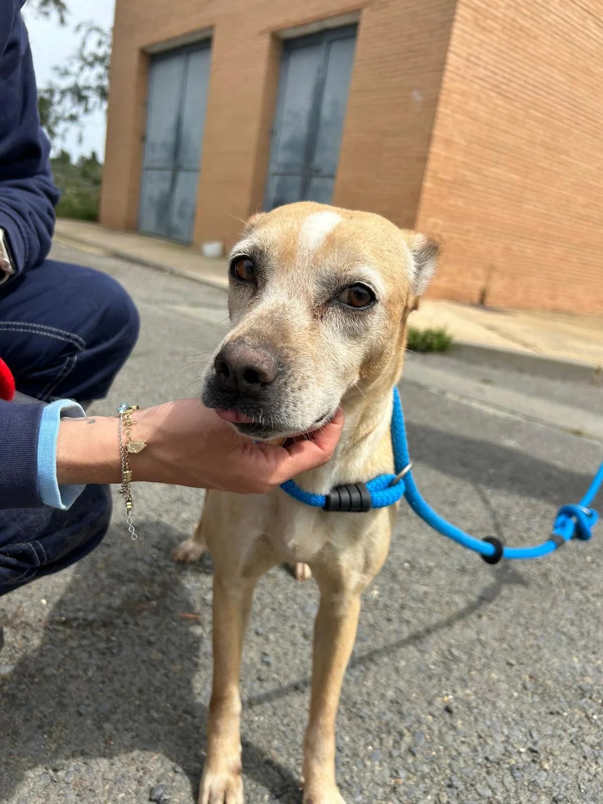 Lola HADA, female 6yo Mixed Breed for adoption at Stichting Hobodogs