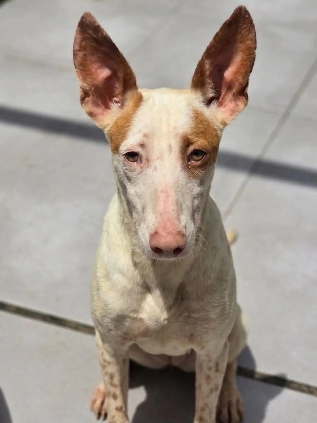 Mimi, getekend  Podenco for adoption at Stichting Hobodogs