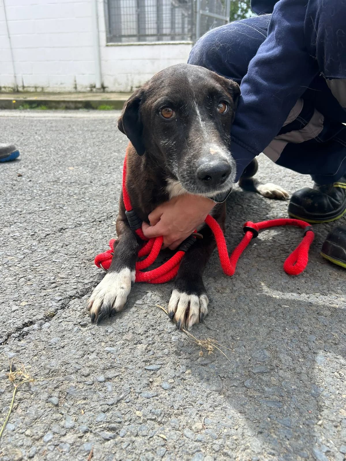 Raspi HADA, male Mixed Breed for adoption at Stichting Hobodogs