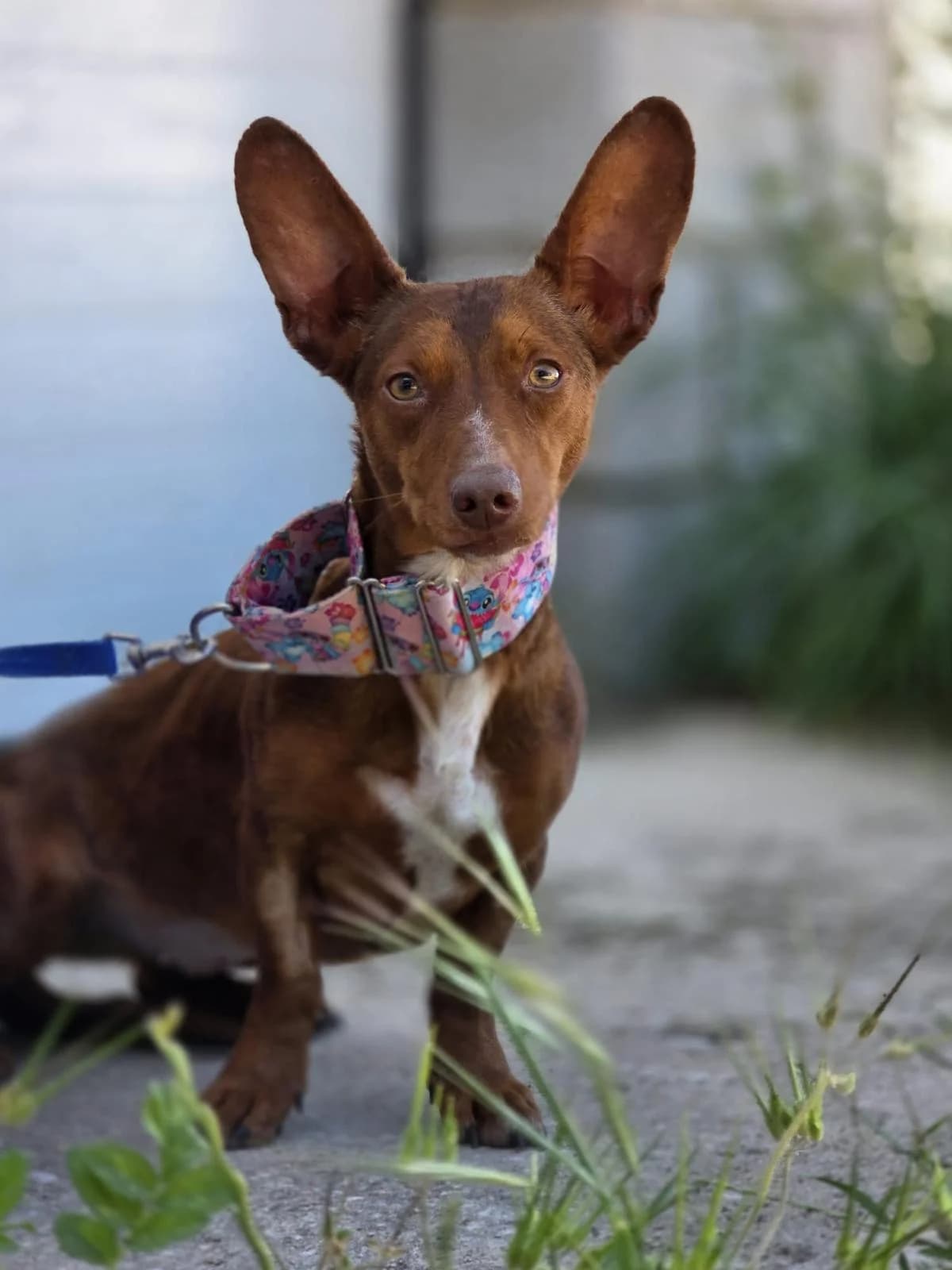 Bambi,  young Podenco for adoption at Stichting Hobodogs