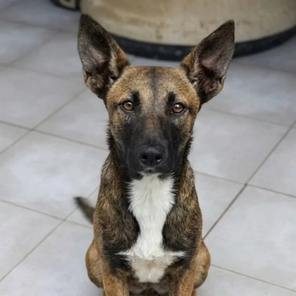 Zira,  Mixed Breed for adoption at Stichting Hobodogs