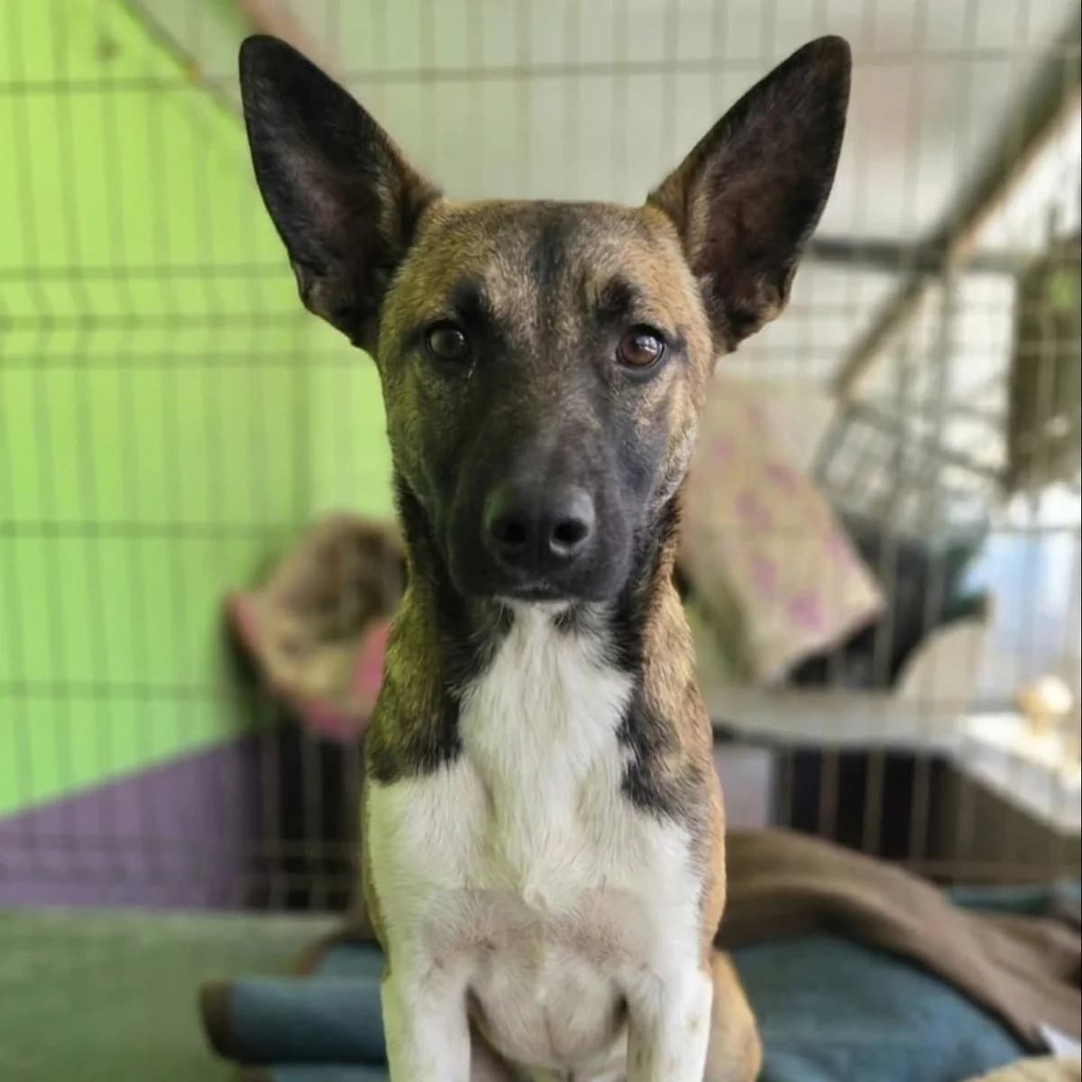 Khaos, male Mixed Breed for adoption at Stichting Hobodogs
